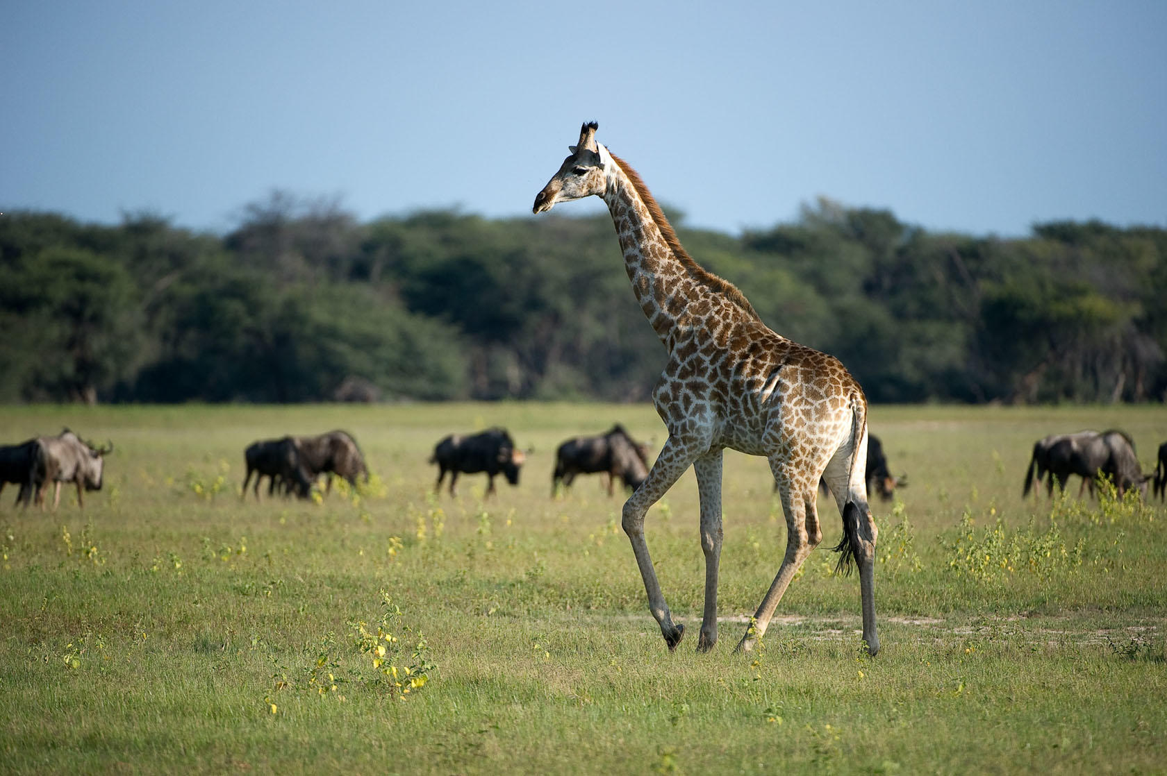 https://www.trackssafaris.co.uk/wp-content/uploads/2022/07/Giraffe-o.jpg