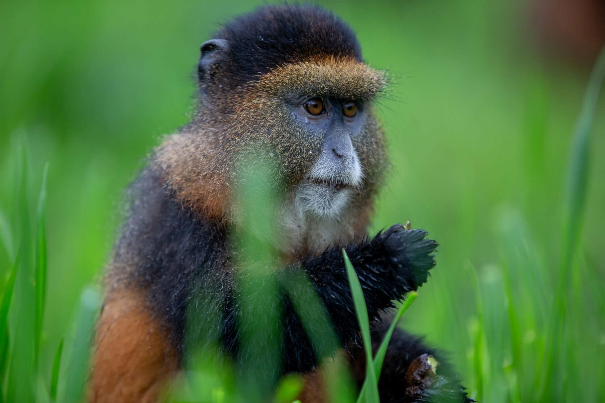/wp-content/uploads/2022/07/Golden-Monkey-Trek-scaled.jpg