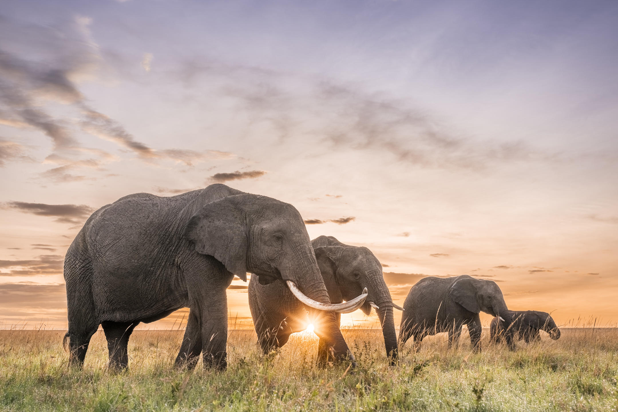 Kenya – Governors Camps