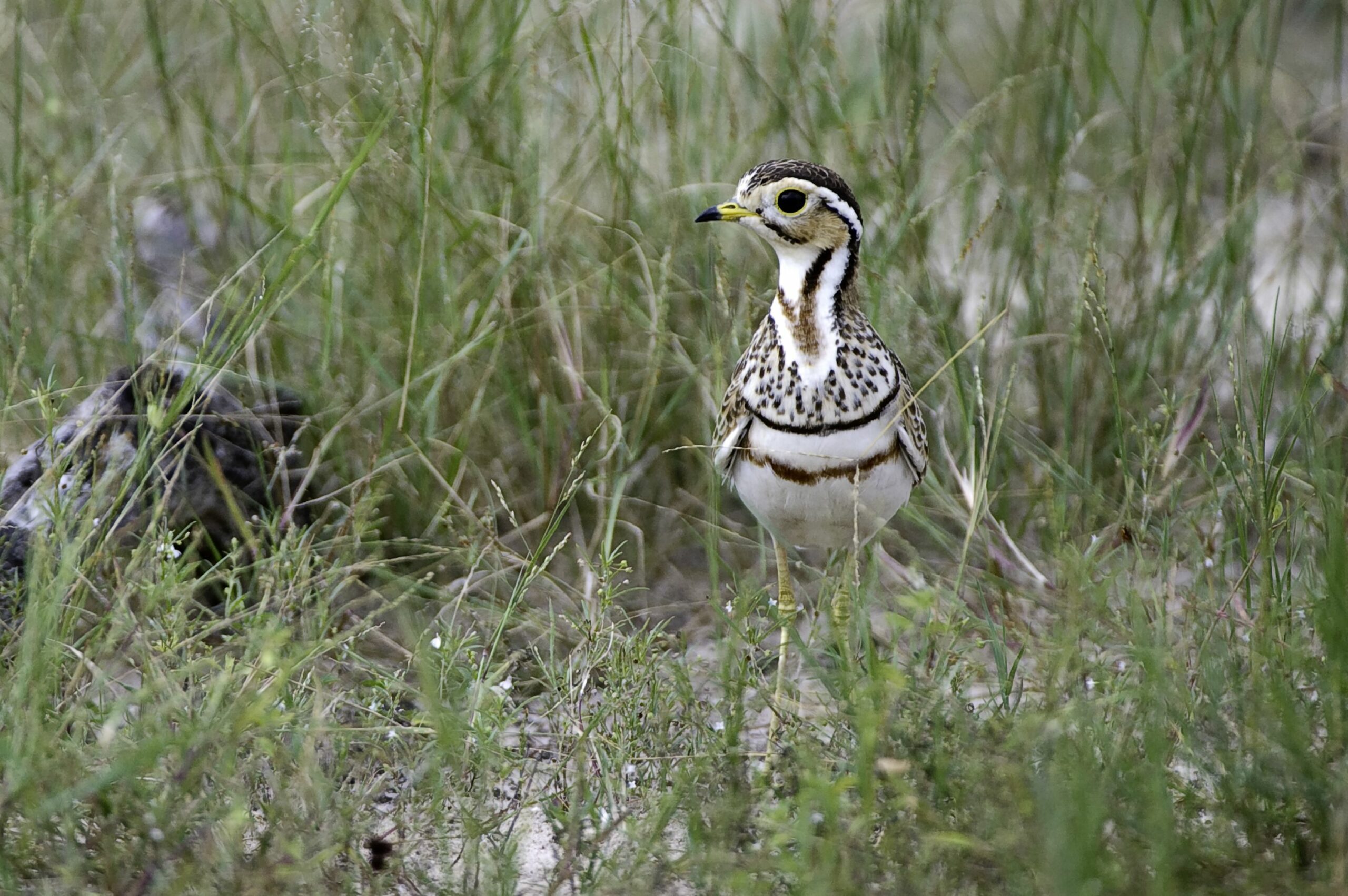 https://www.trackssafaris.co.uk/wp-content/uploads/2022/07/Hwange134-copy-scaled.jpg