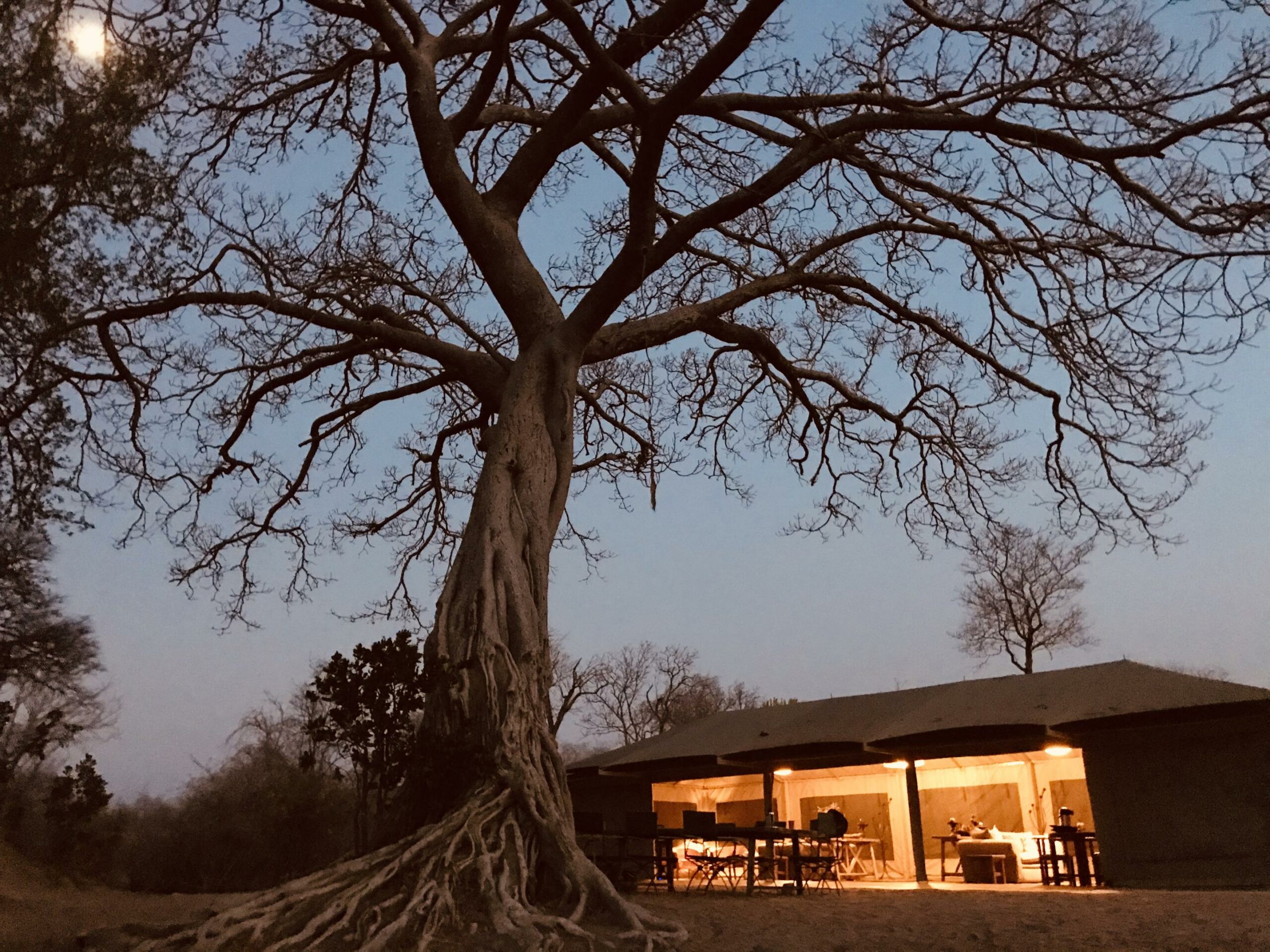 https://www.trackssafaris.co.uk/wp-content/uploads/2022/07/Ingwe-at-Dusk-scaled.jpg