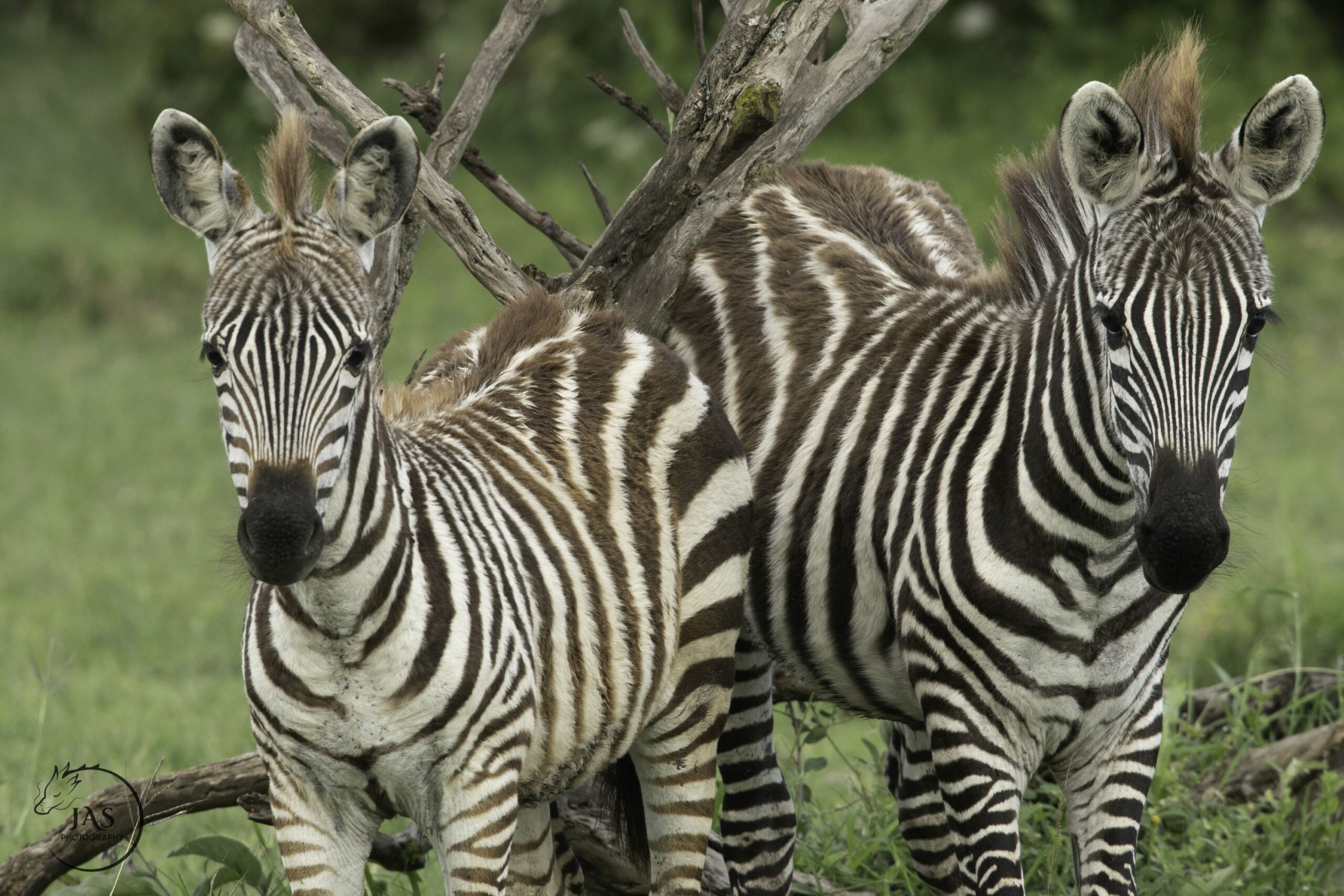 /wp-content/uploads/2022/07/JAYNE-ZEBRA-scaled.jpg