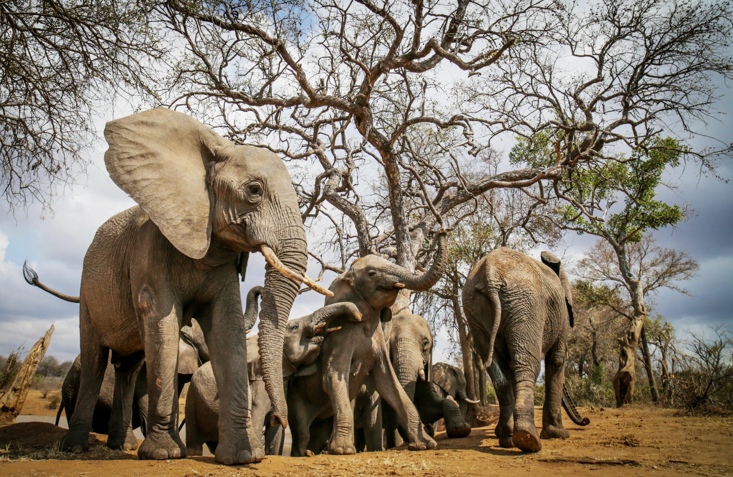 /wp-content/uploads/2022/07/Jabulani-Safari-Elephants-scaled.jpg