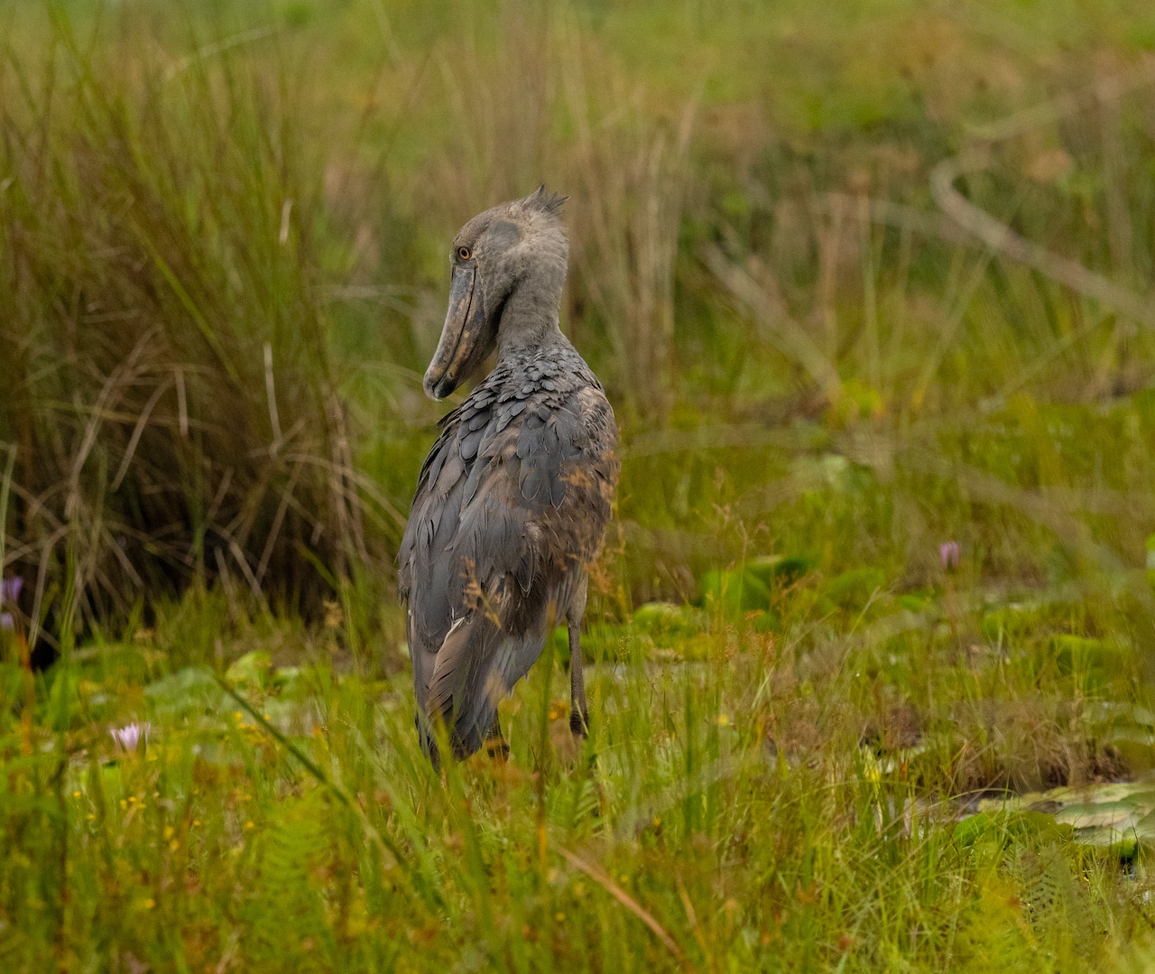 "Juvenile-Shoebill-1
