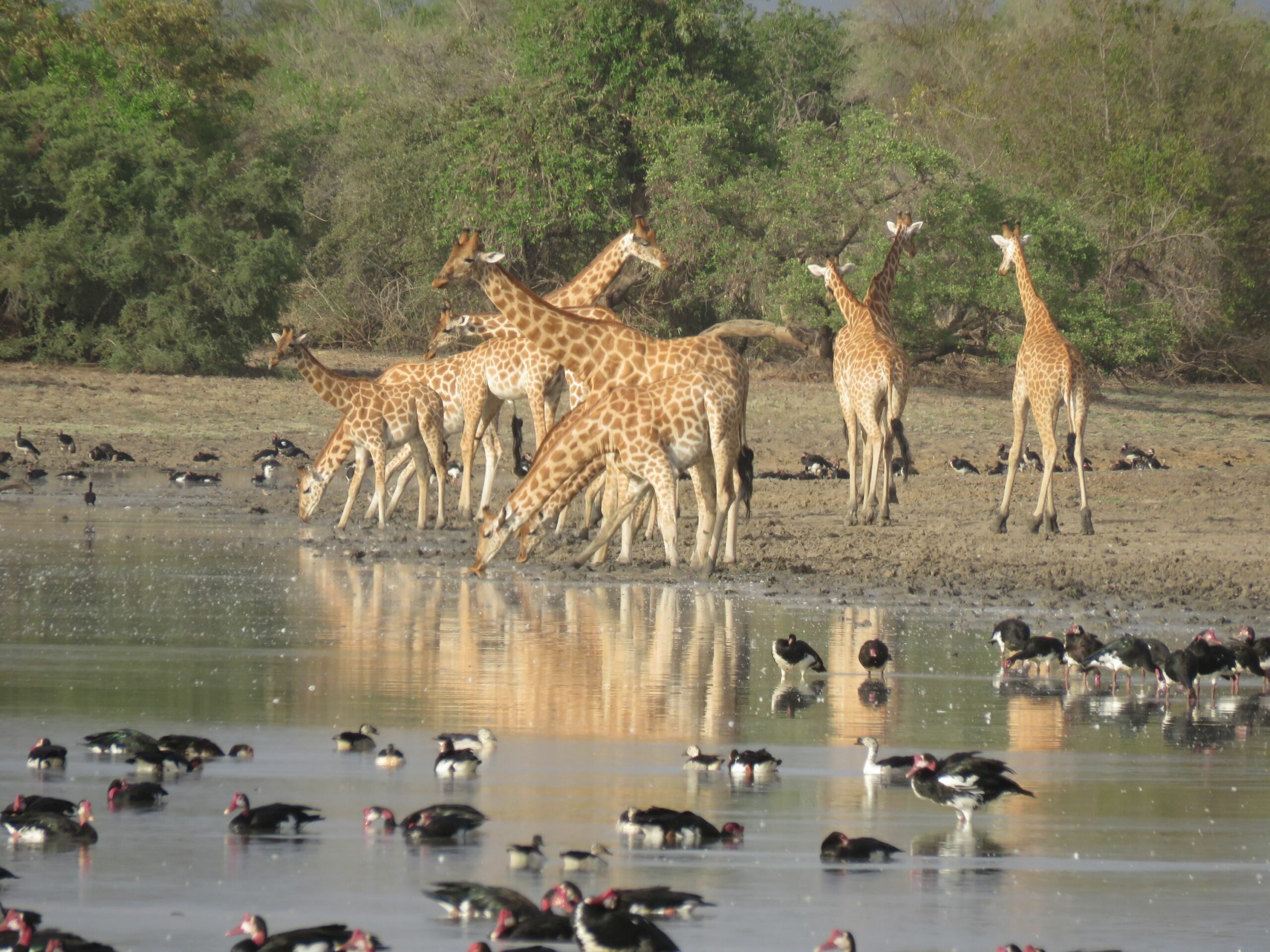 /wp-content/uploads/2022/07/Kordofans-Giraffe-scaled.jpg