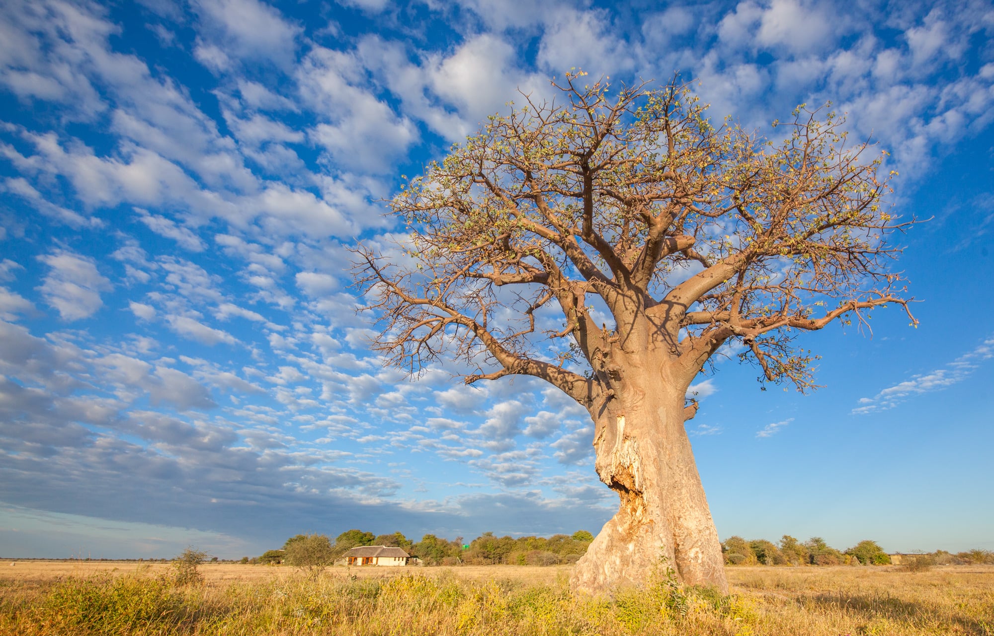 https://www.trackssafaris.co.uk/wp-content/uploads/2022/07/Kwando-Nxai-Pan-baobab-2-copy.jpg