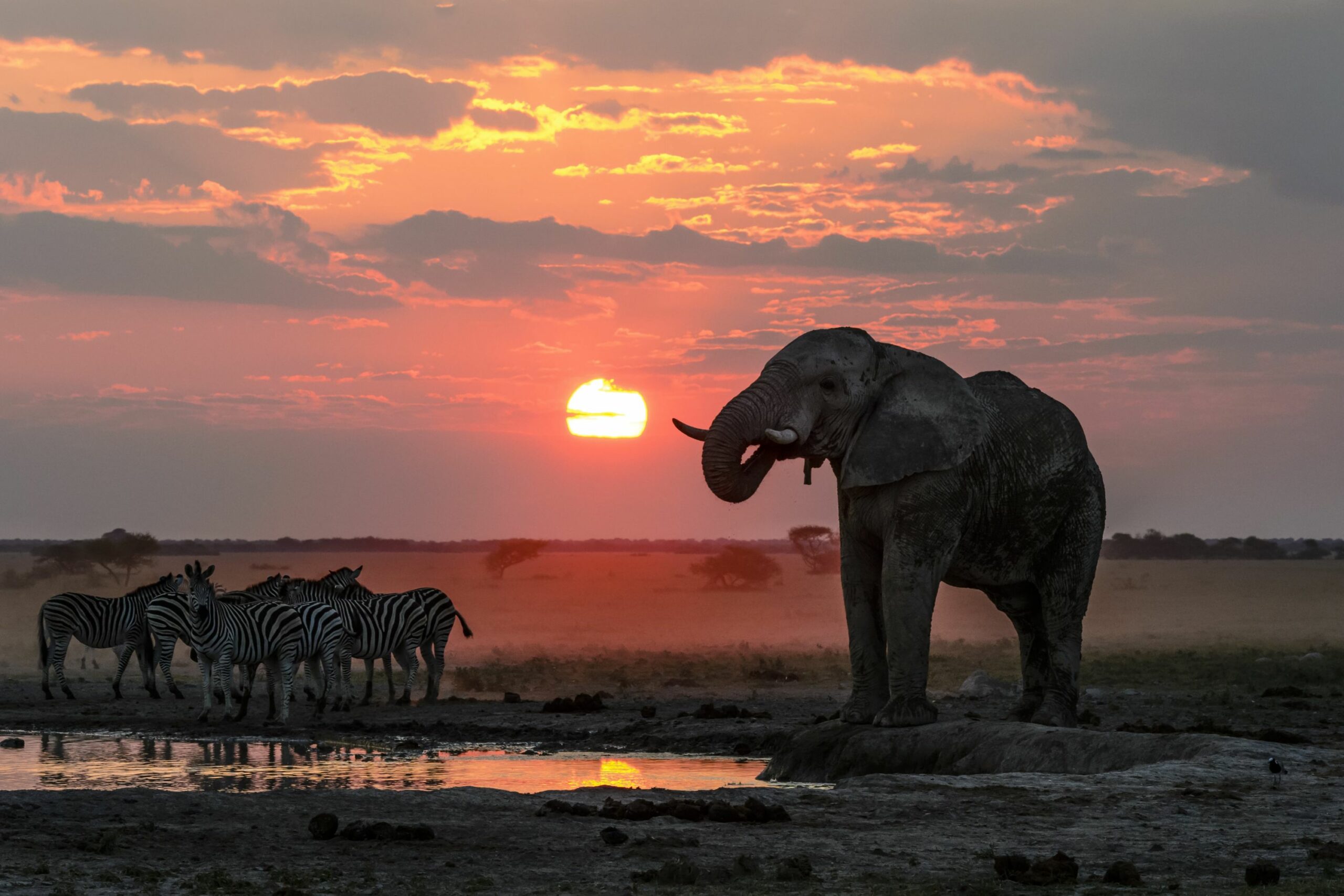 https://www.trackssafaris.co.uk/wp-content/uploads/2022/07/Kwando-Nxai-Pan-elephant-and-zebra-sunset-copy-scaled.jpg