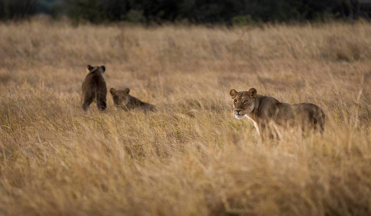 https://www.trackssafaris.co.uk/wp-content/uploads/2022/07/LIONS.jpg