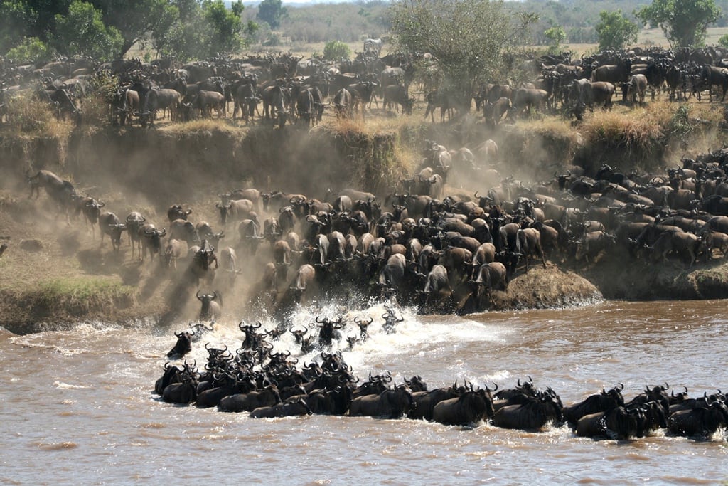 /wp-content/uploads/2022/07/LamaiSerengeti-water-crossing-2.jpg