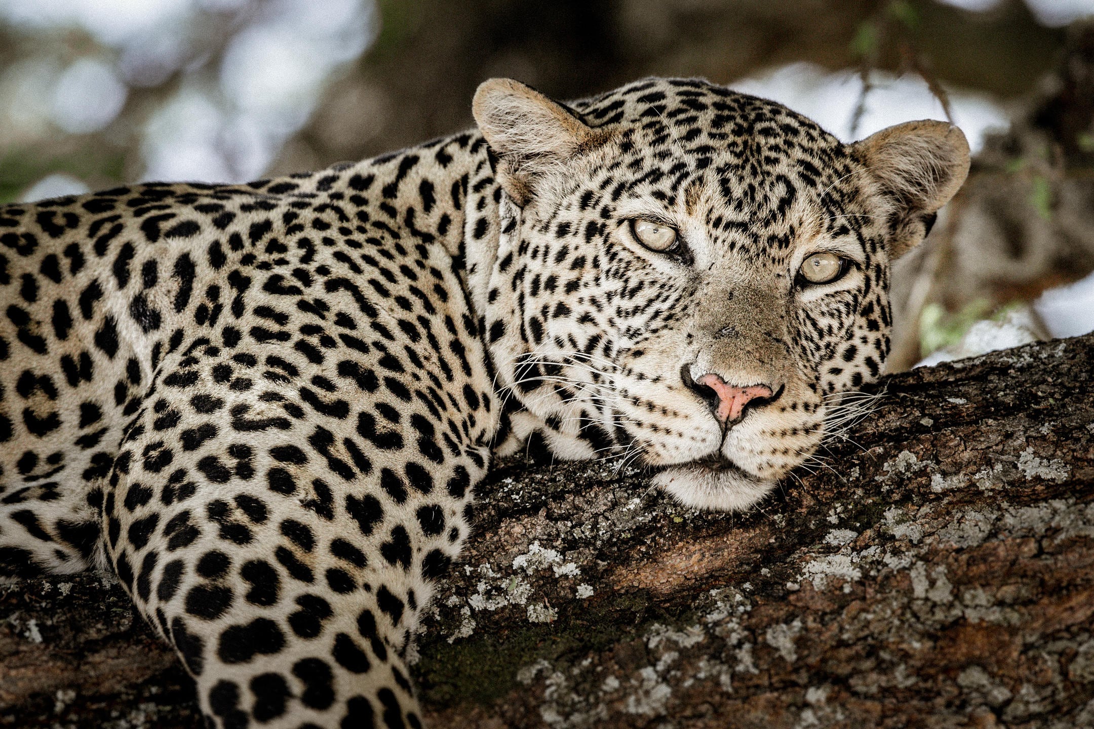 /wp-content/uploads/2022/07/Leopard.jpg