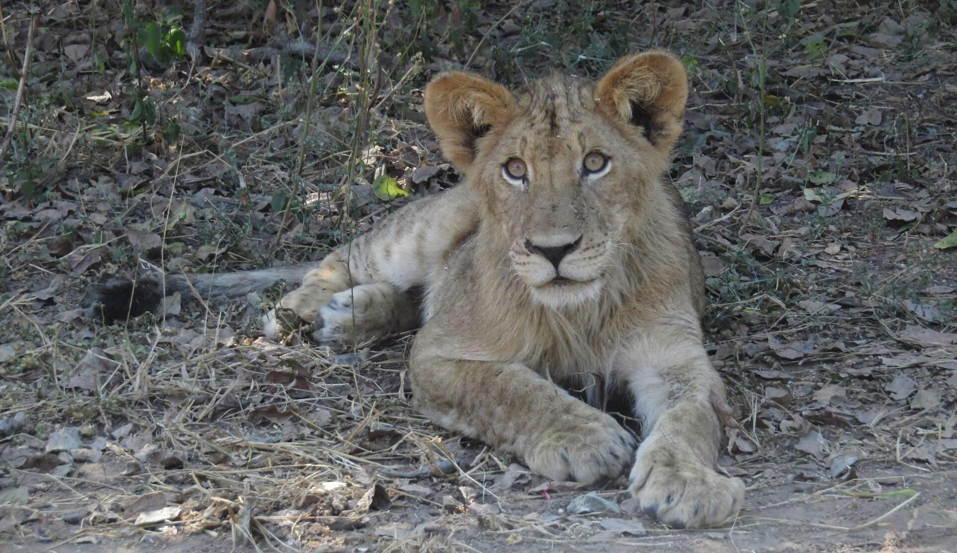 https://www.trackssafaris.co.uk/wp-content/uploads/2022/07/Lion-at-Kanga-Camp1.jpg