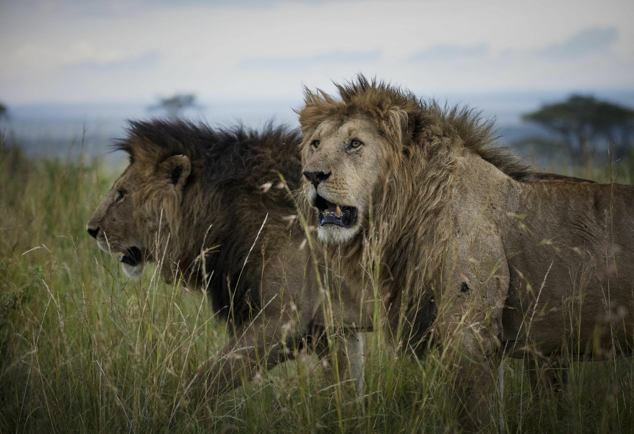 /wp-content/uploads/2022/07/Lions-in-the-Mara-scaled.jpg