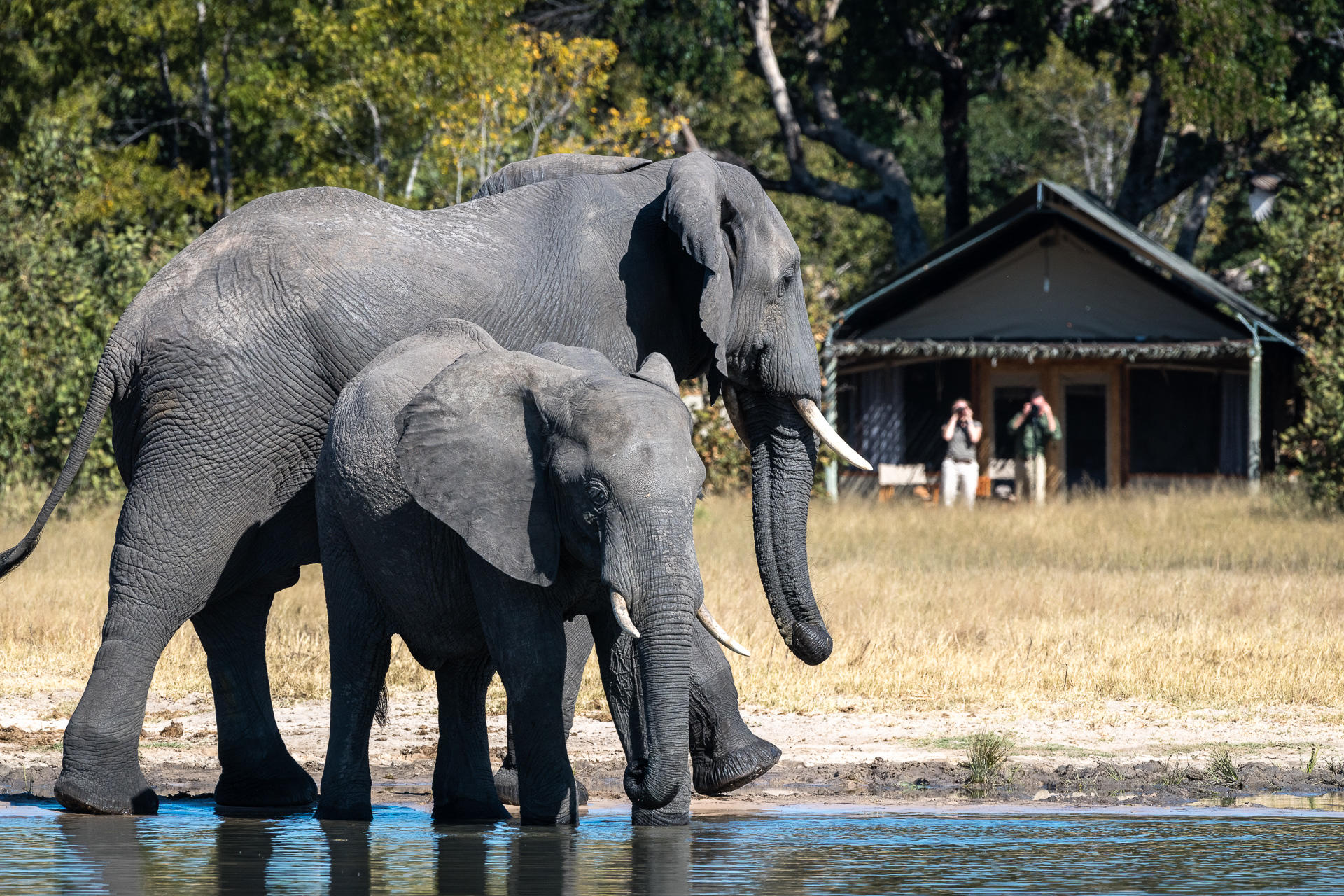 https://www.trackssafaris.co.uk/wp-content/uploads/2022/07/Little-Makalolo_2.jpg