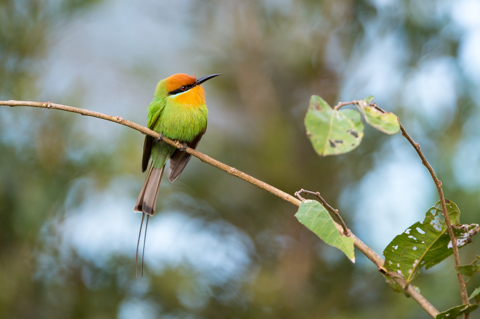 https://www.trackssafaris.co.uk/wp-content/uploads/2022/07/Majete_2014-07-126e-copy.jpg