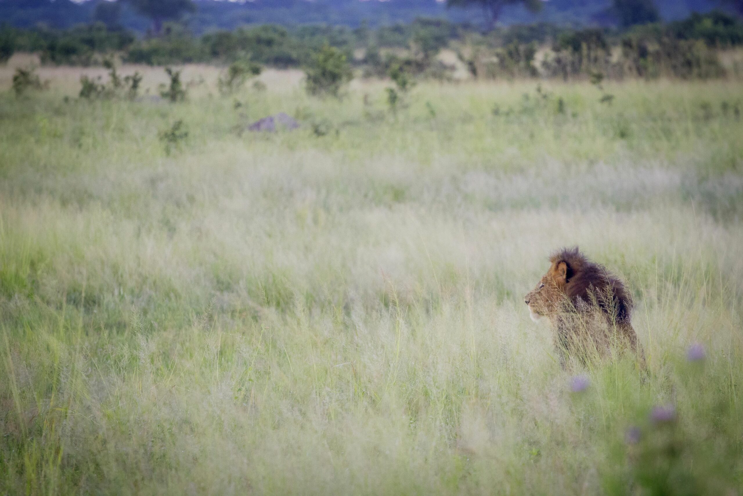 https://www.trackssafaris.co.uk/wp-content/uploads/2022/07/Male-Lion-on-Dete-Vlei-in-green-season-scaled.jpg
