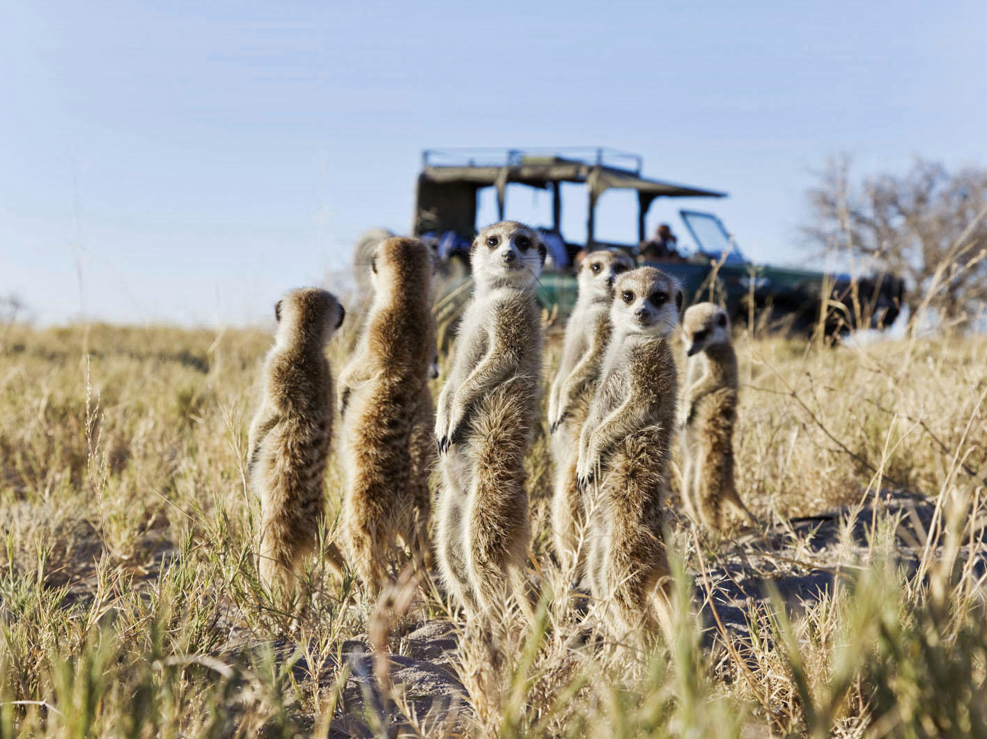 Jack’s Camp – Makgadikgadi Pans