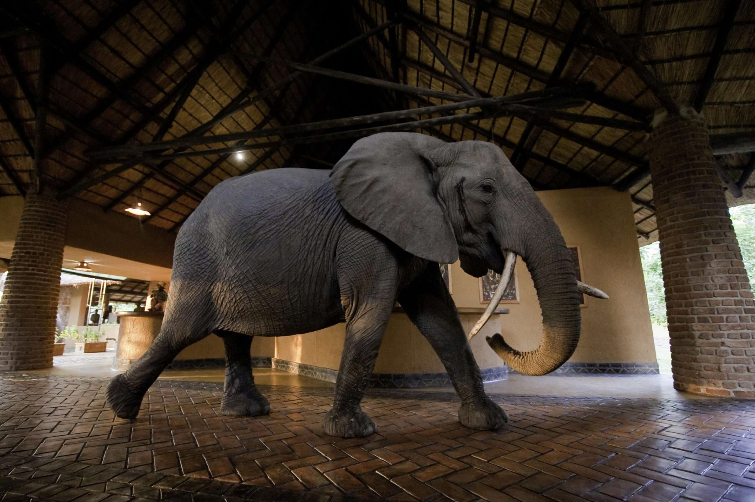 https://www.trackssafaris.co.uk/wp-content/uploads/2022/07/Mfuwe-Lodge_9-scaled.jpg