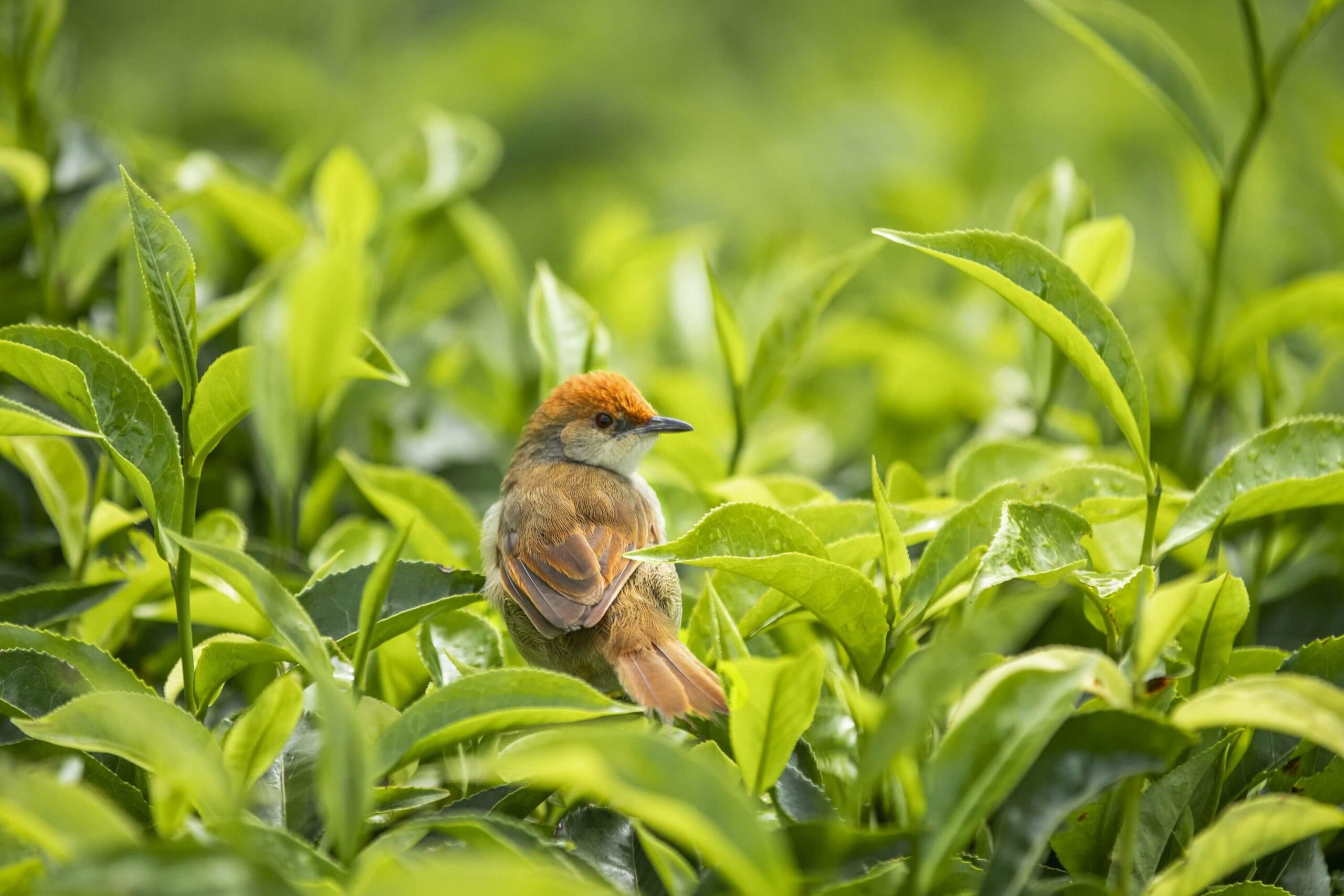 /wp-content/uploads/2022/07/OO_NyungweHouse_FloraFauna_Bird_1603_MASTER-copy-scaled.jpg