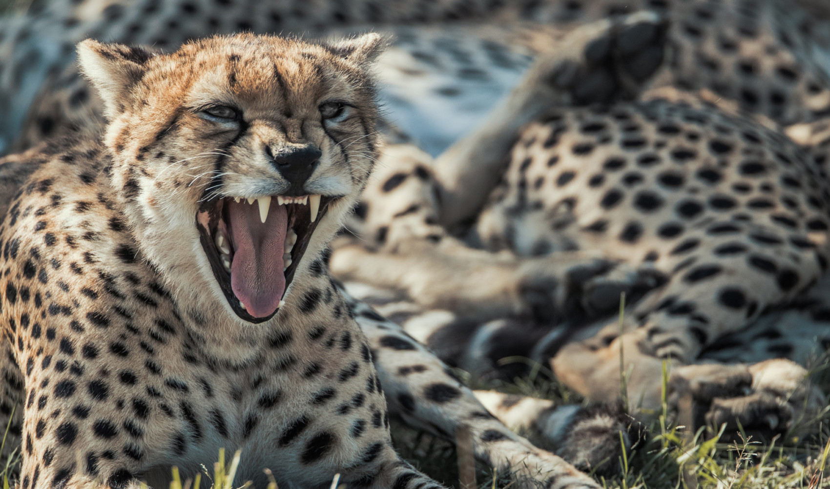 /wp-content/uploads/2022/07/Ol-Seki-Hemingways-Mara-Game-Drive-Cheetah-Yawn-on-Game-Drive-Kenya-1700x1003-1.jpg