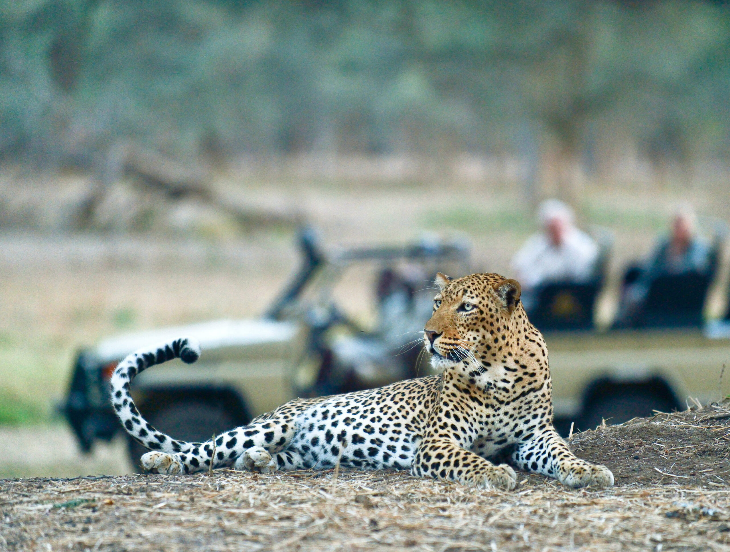https://www.trackssafaris.co.uk/wp-content/uploads/2022/07/Old-Mondoro-some-of-Africa-s-best-leopard-viewing-scaled.jpg