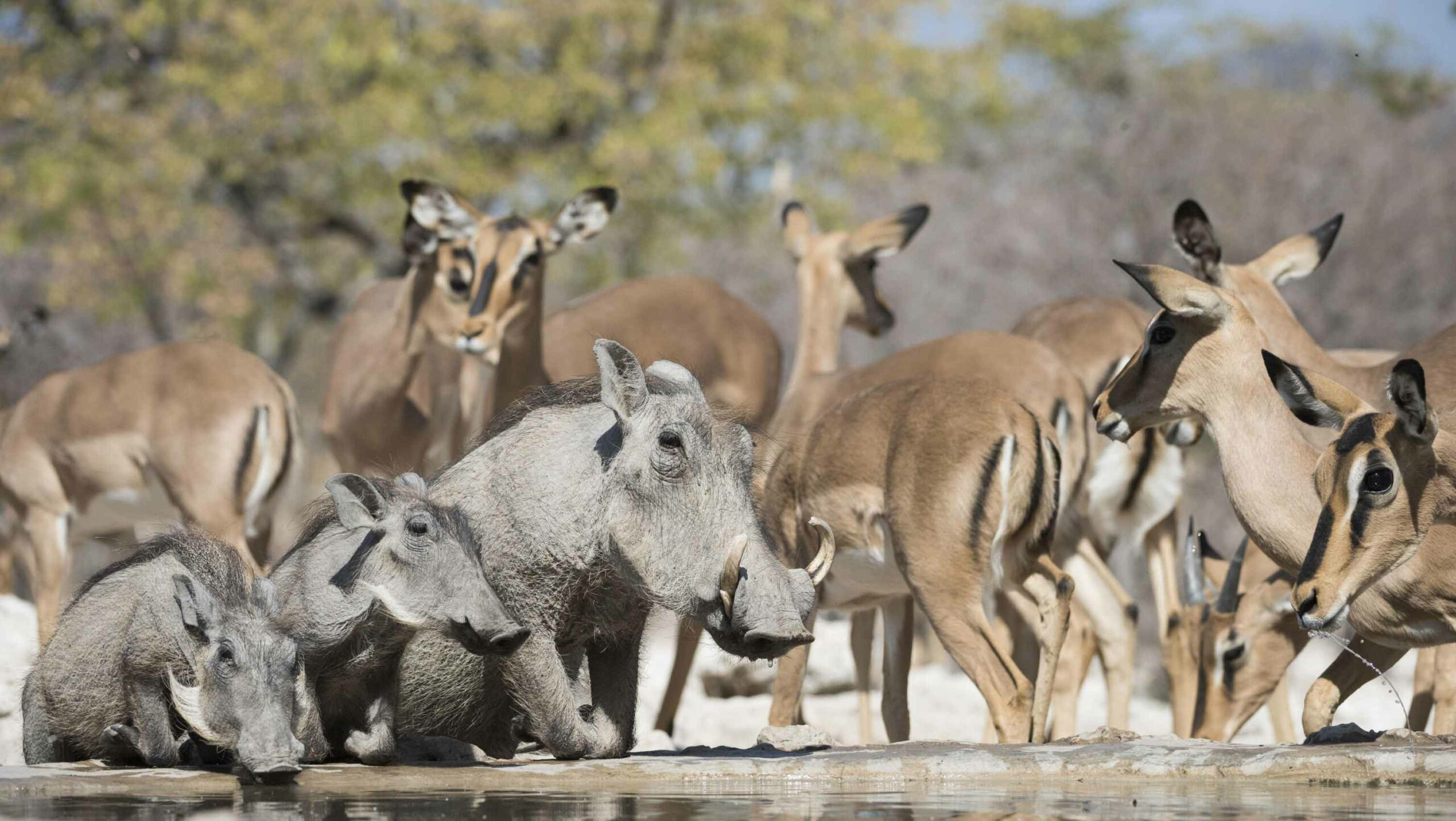 Ongava-Game-Reserve