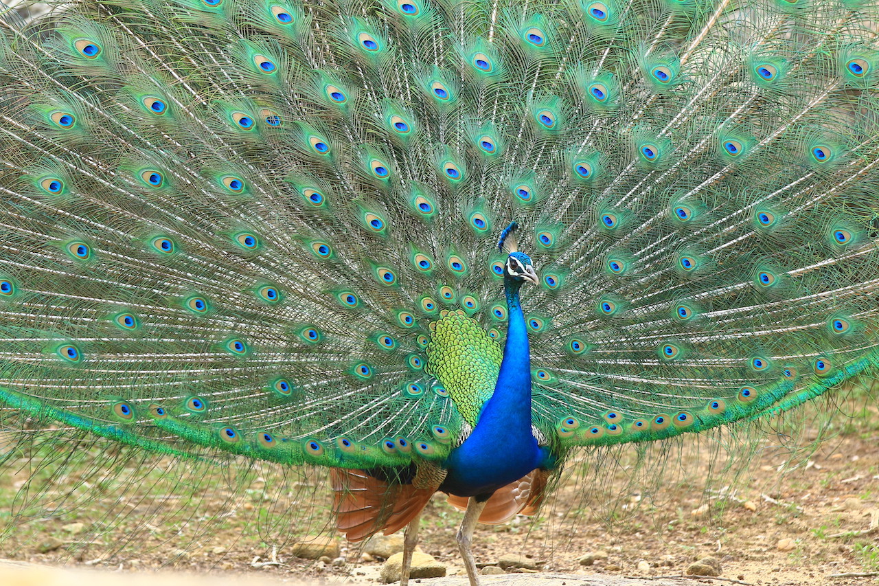/wp-content/uploads/2022/07/Peacock.jpg