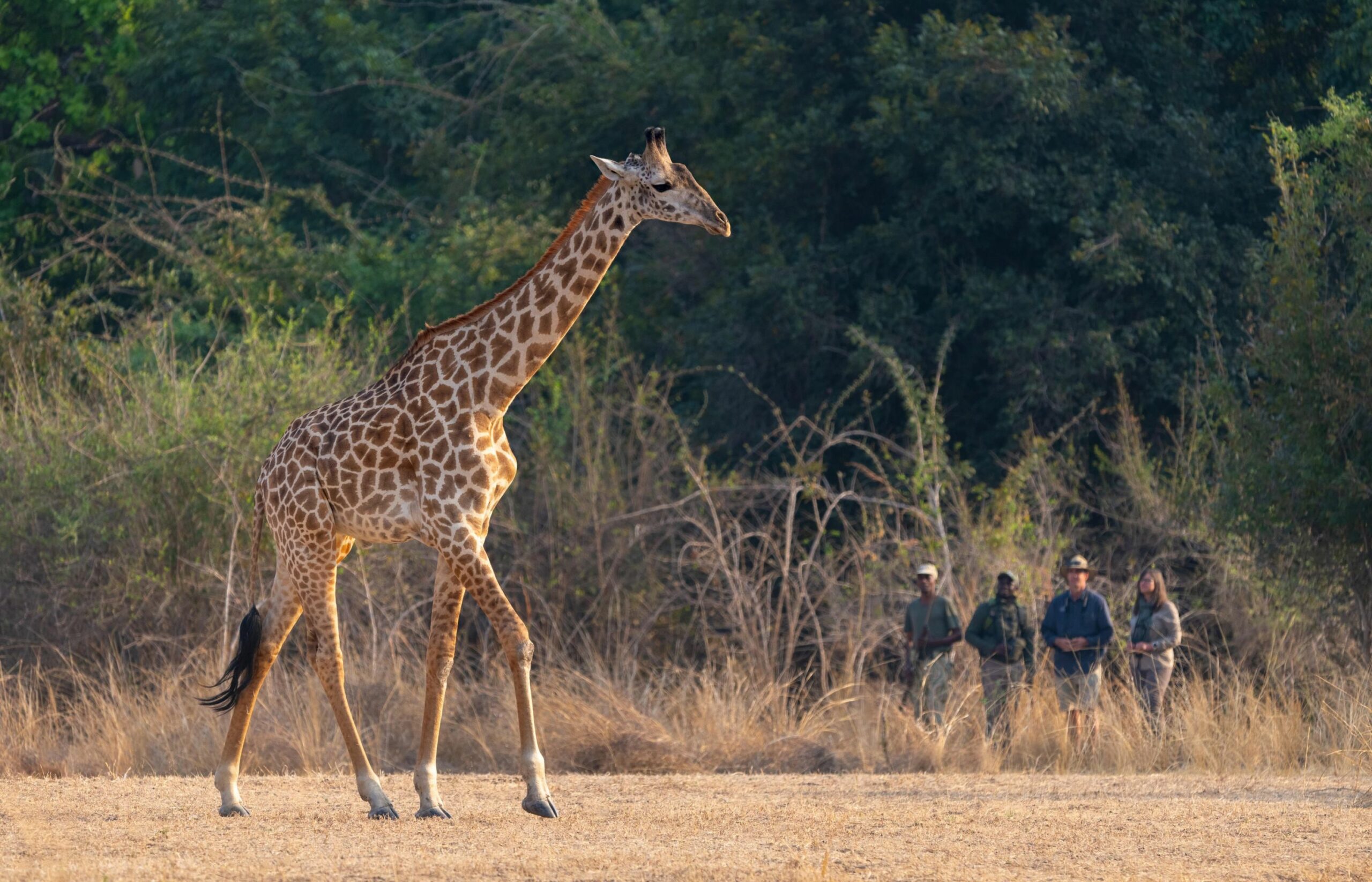 https://trackssafaris.wpenginepowered.com/wp-content/uploads/2022/07/Puku-Ridge-walk-with-giraffe-1-scaled.jpg