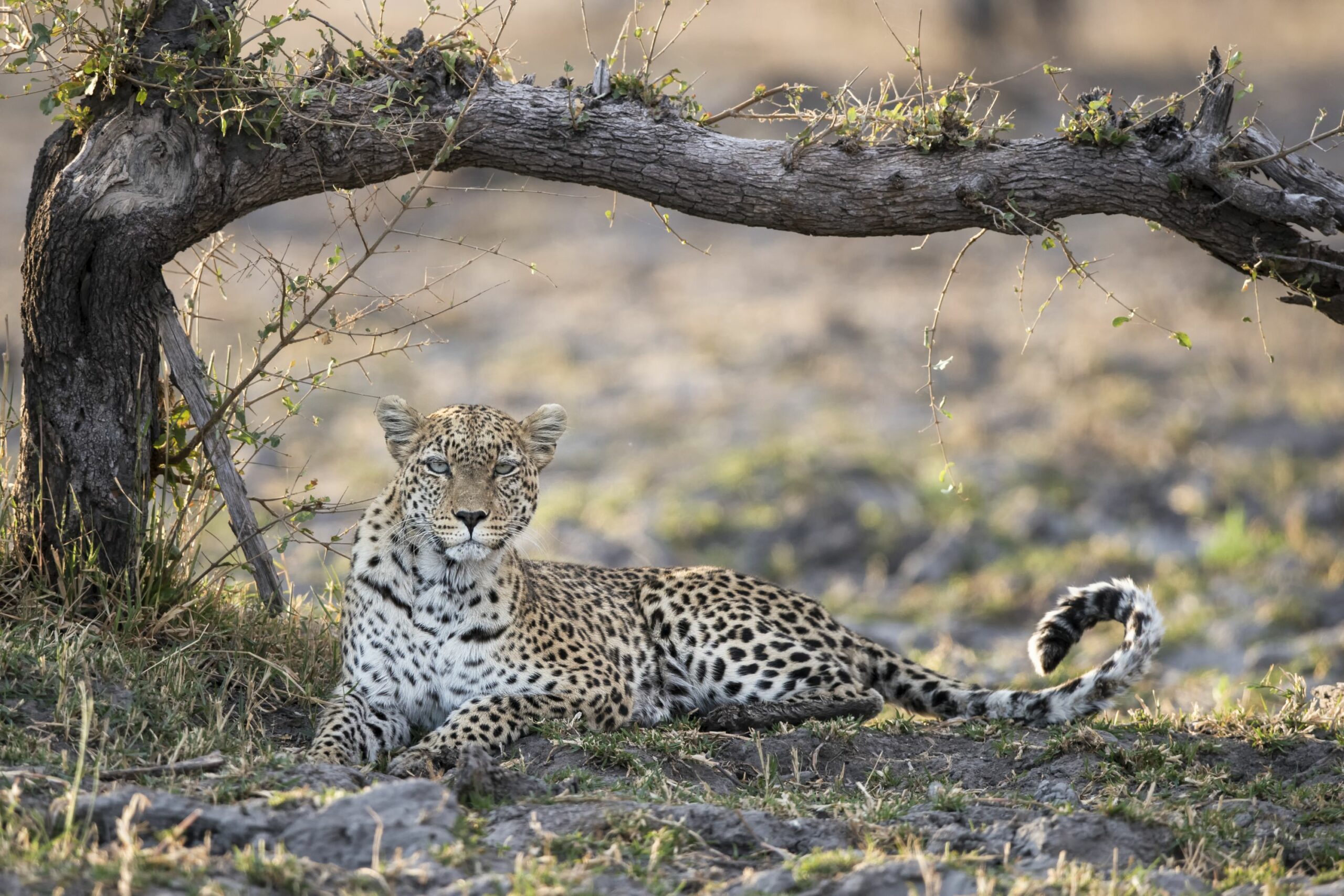 https://www.trackssafaris.co.uk/wp-content/uploads/2022/07/Qorokwe-26-copy1-scaled.jpg