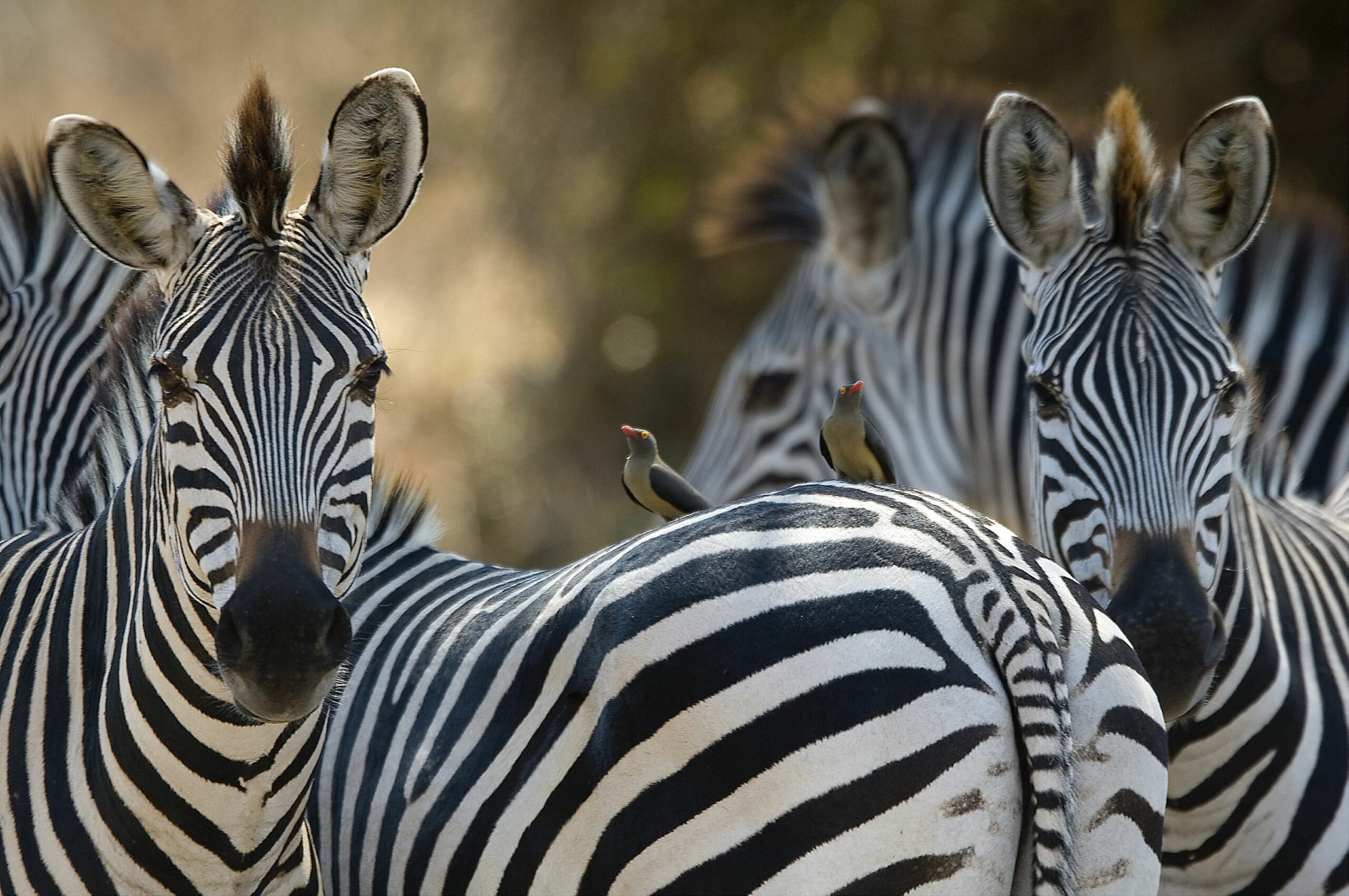 https://www.trackssafaris.co.uk/wp-content/uploads/2022/07/RPS07_101-copy-scaled.jpg