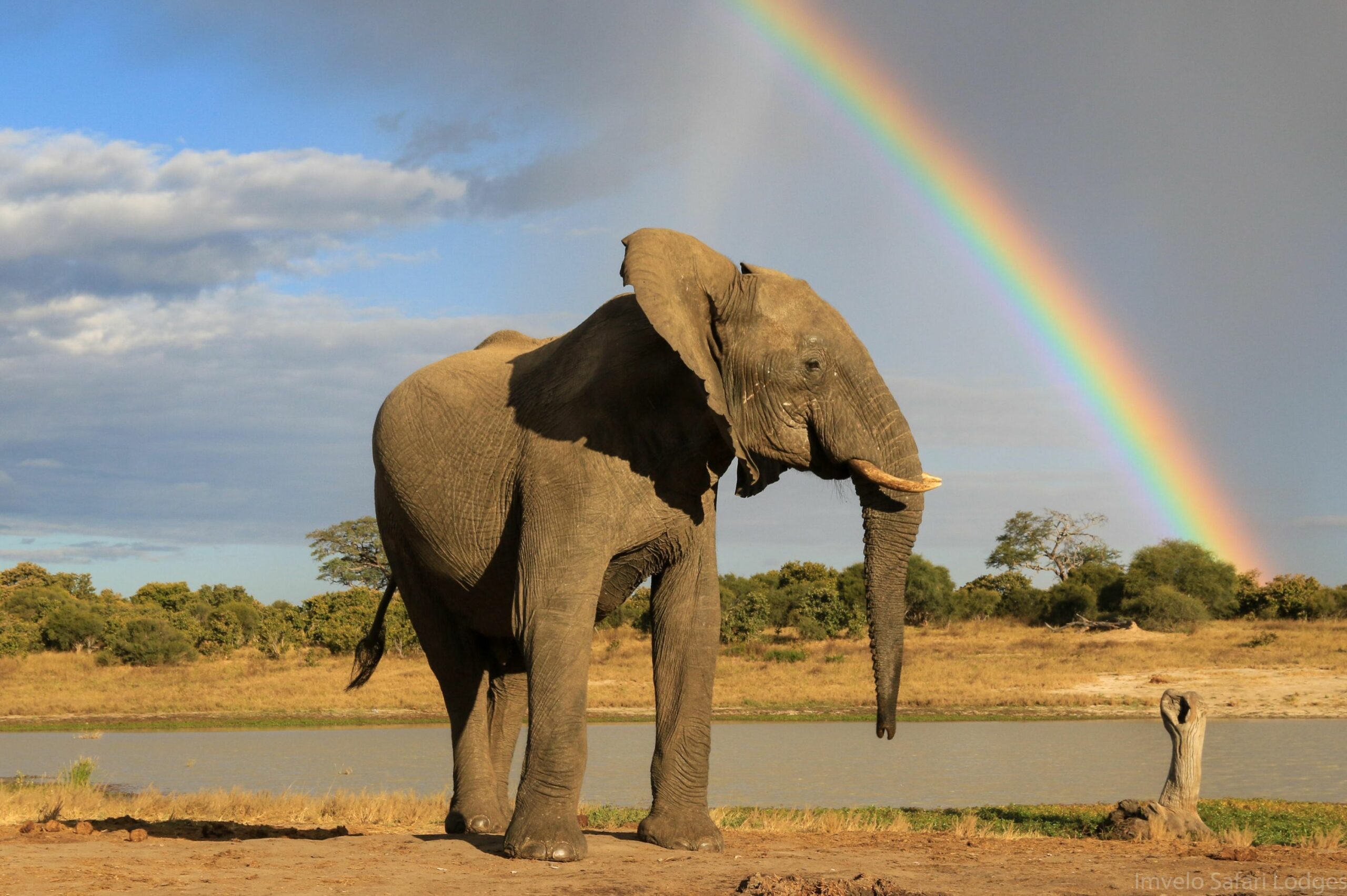 https://www.trackssafaris.co.uk/wp-content/uploads/2022/07/Rainbow-at-Jozi-scaled.jpg