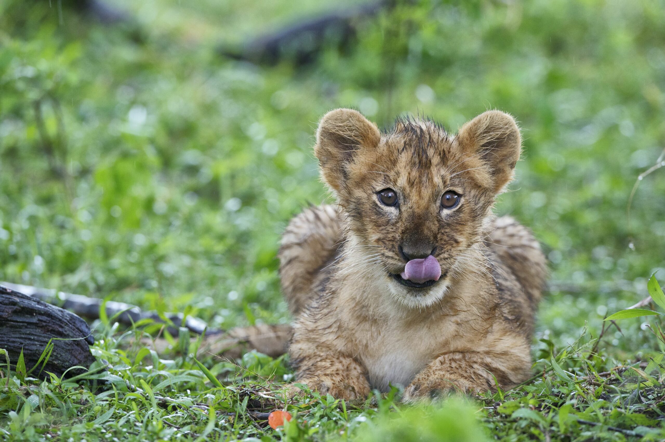 /wp-content/uploads/2022/07/Rekero-Camp-lion-cub-Maasai-Mara-copy-scaled.jpg