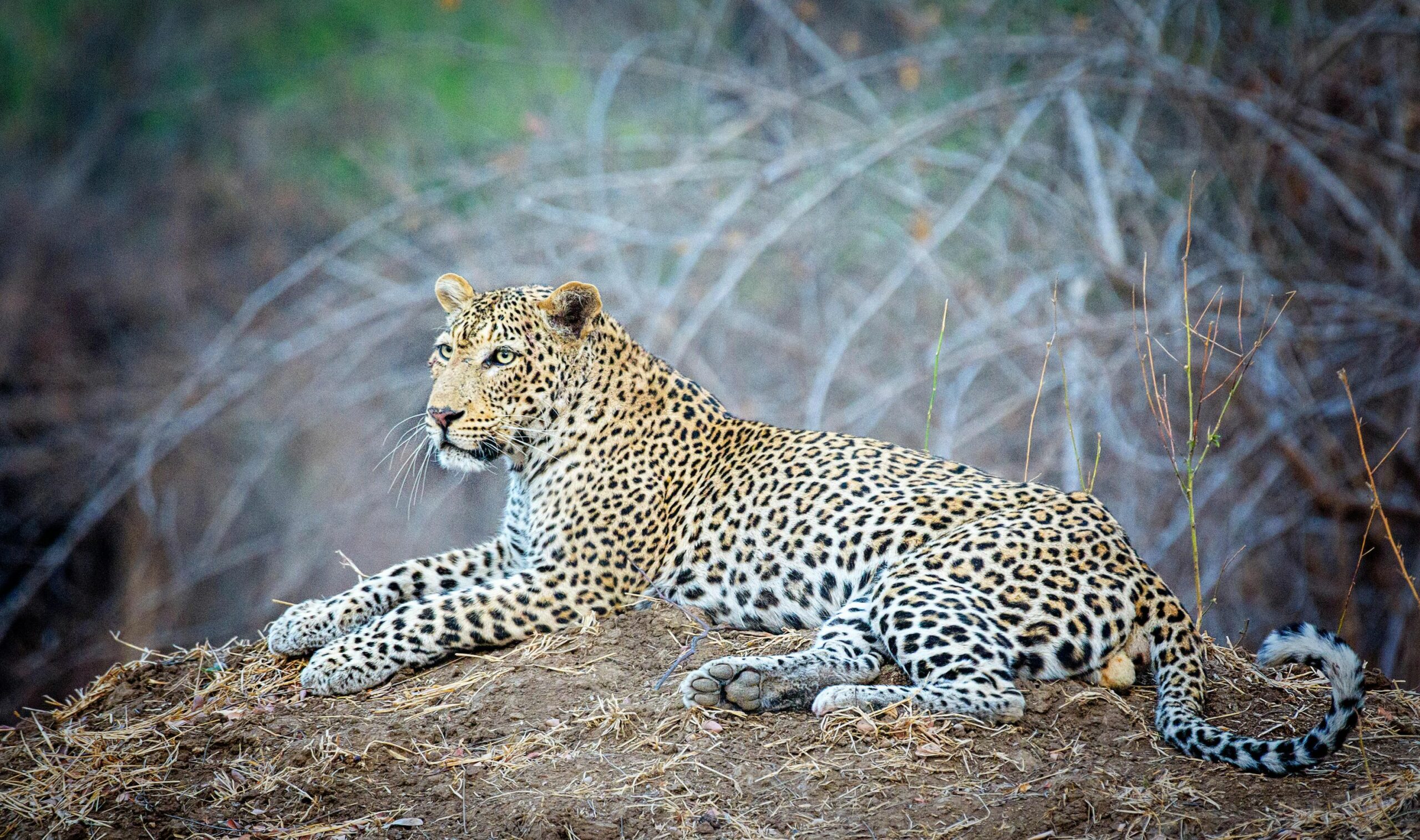 https://www.trackssafaris.co.uk/wp-content/uploads/2022/07/Resident-leopard-of-the-Vundu-area-scaled.jpg