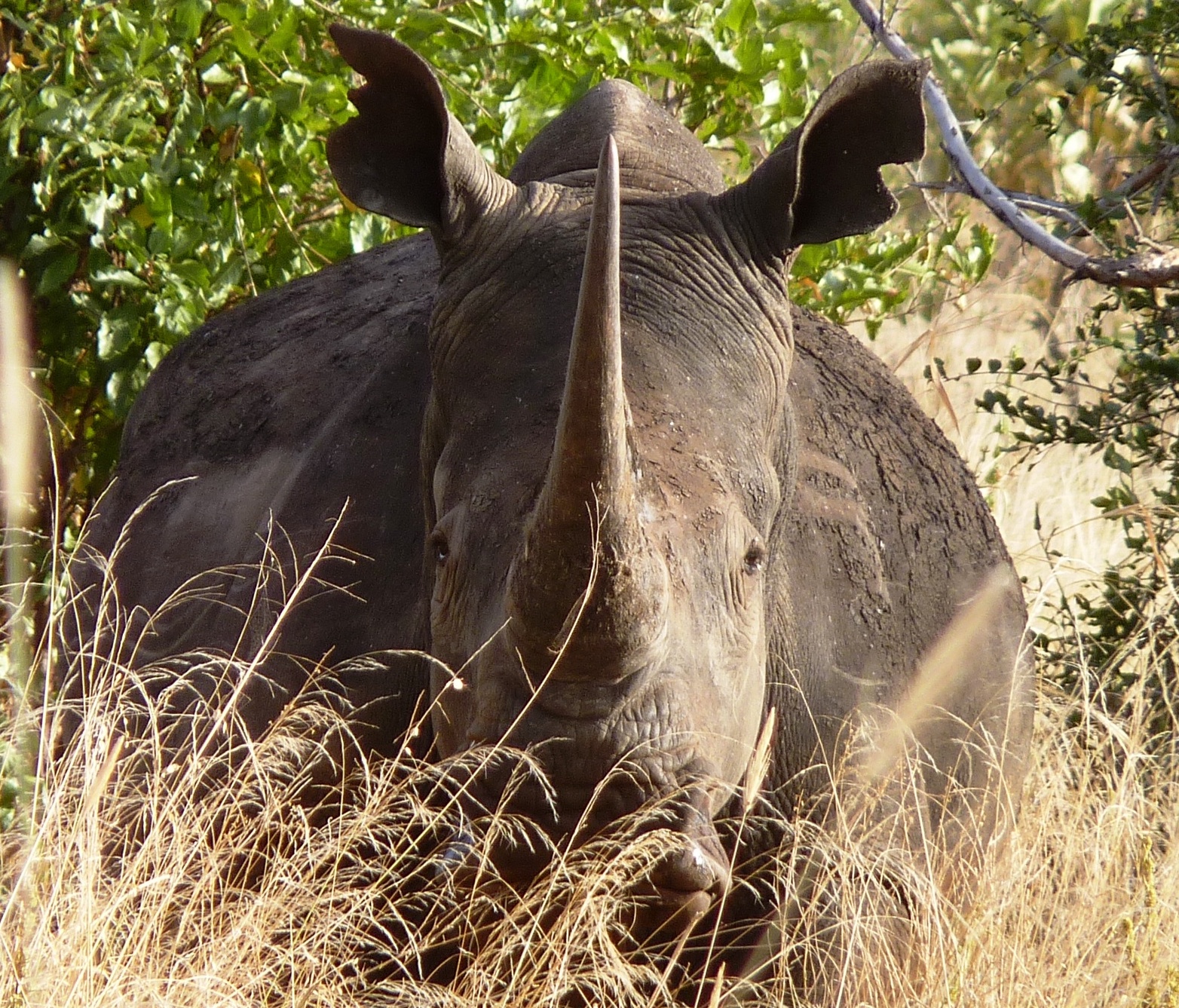 https://www.trackssafaris.co.uk/wp-content/uploads/2022/07/Rhino-head-on.jpg