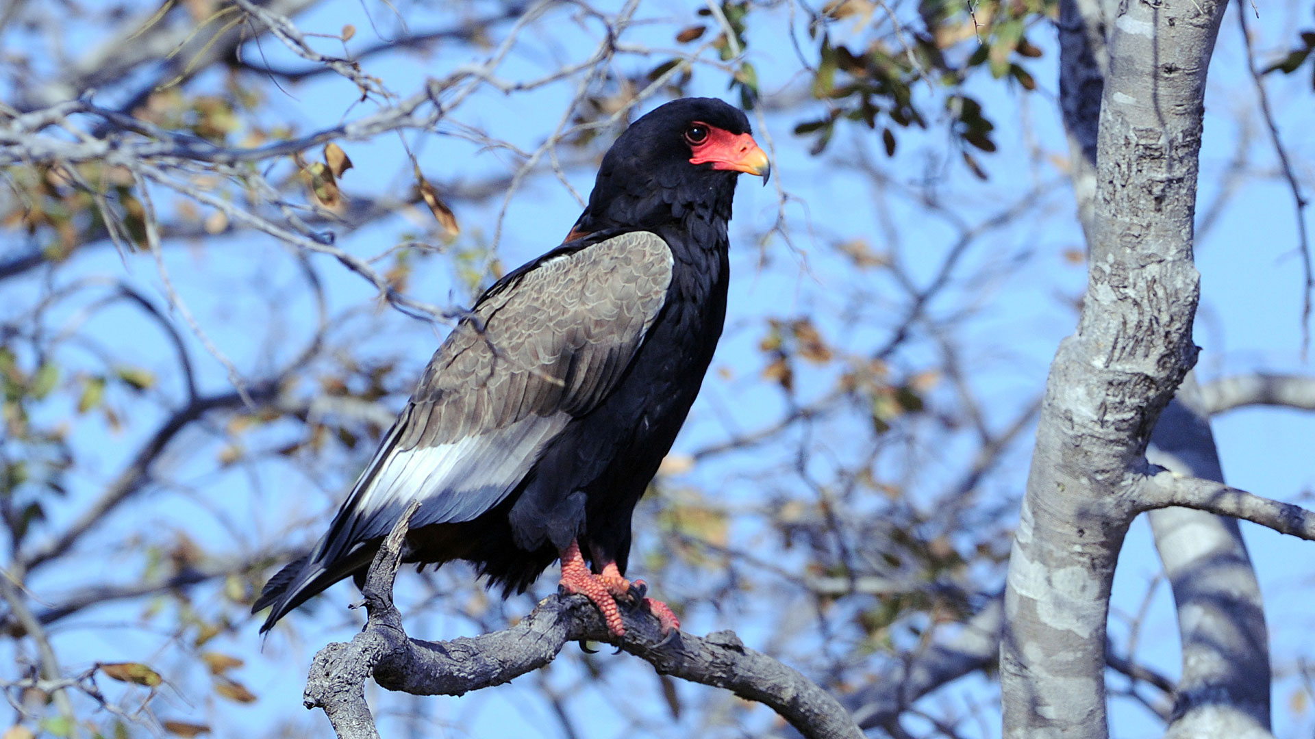 /wp-content/uploads/2022/07/Ron-Magill-Bateleur.jpg