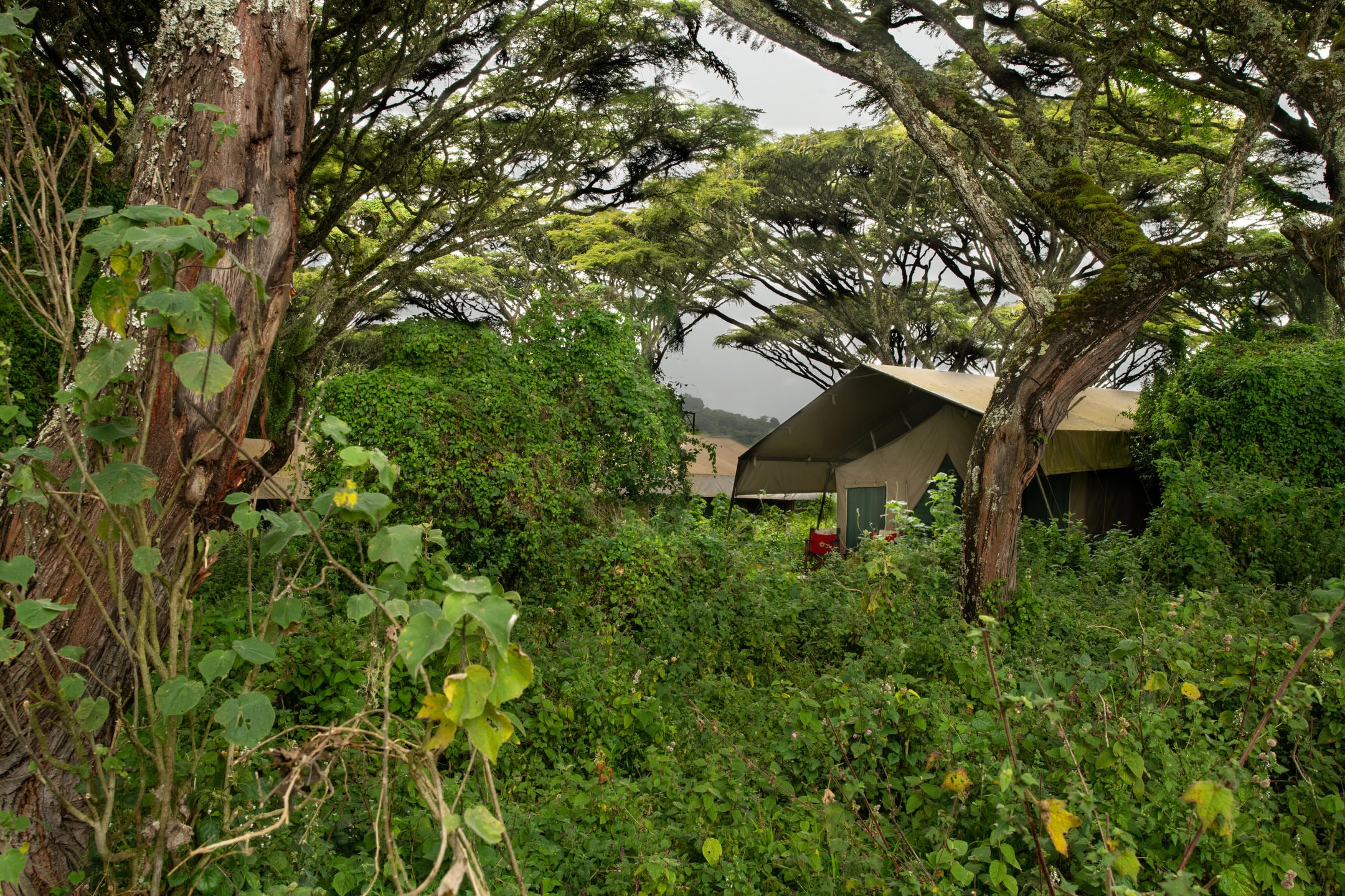/wp-content/uploads/2022/07/Rooms-under-the-trees.jpg