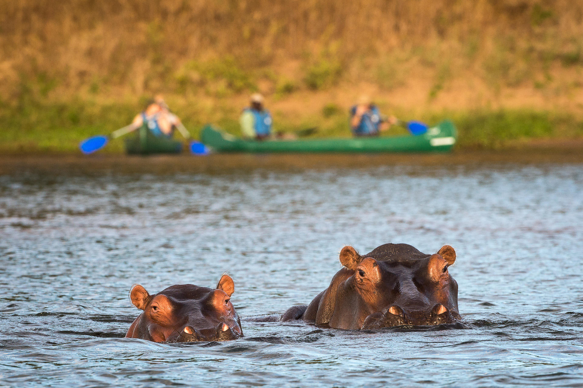 https://www.trackssafaris.co.uk/wp-content/uploads/2022/07/Ruckomechi-Camp_12.jpg
