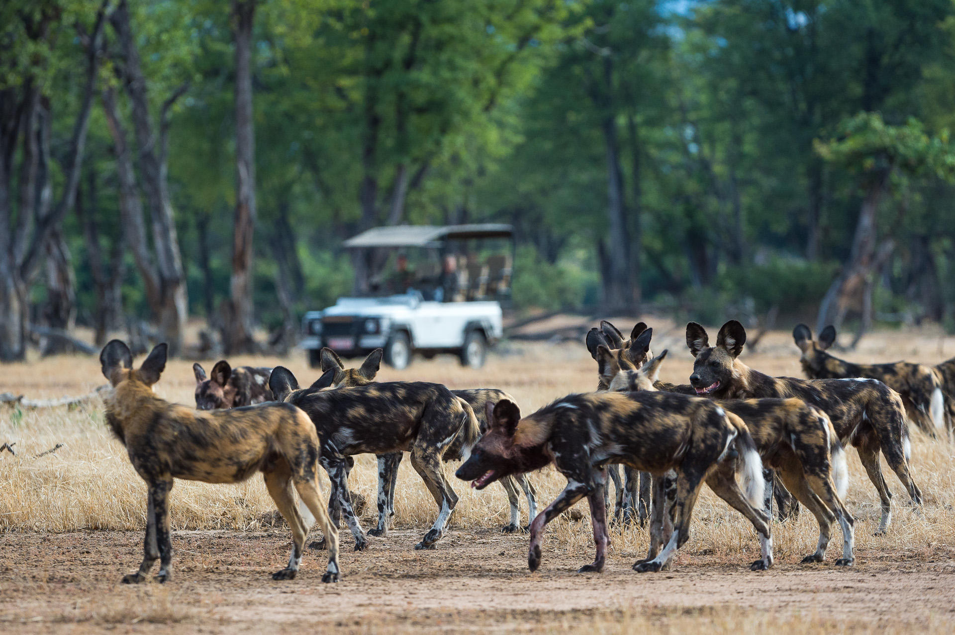 https://www.trackssafaris.co.uk/wp-content/uploads/2022/07/Ruckomechi-Camp_9.jpg