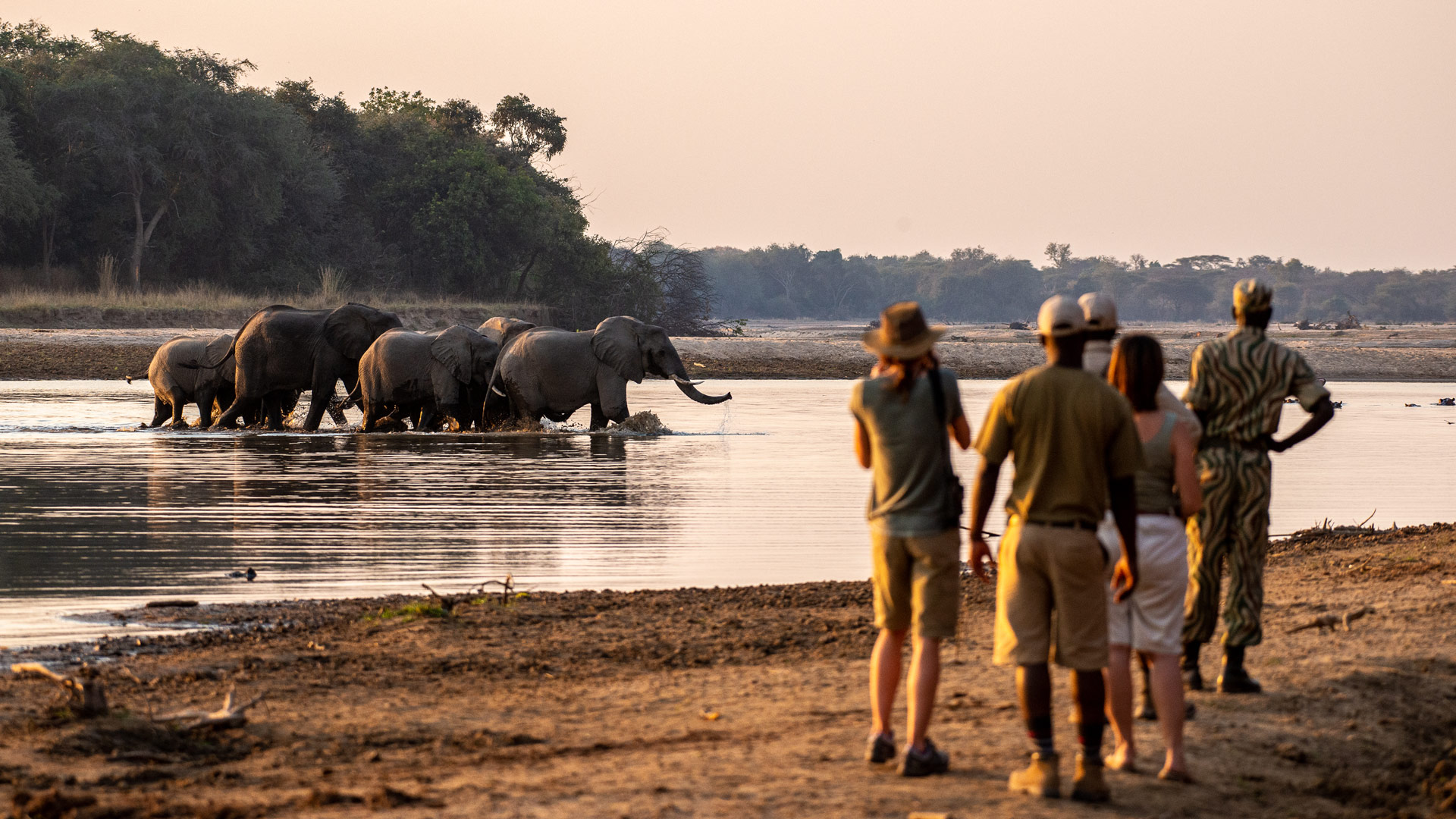 https://www.trackssafaris.co.uk/wp-content/uploads/2022/07/SAFARI-EXPERIENCES-Takwela-walking-elephants_Nick-Riddin-2019-1.jpg