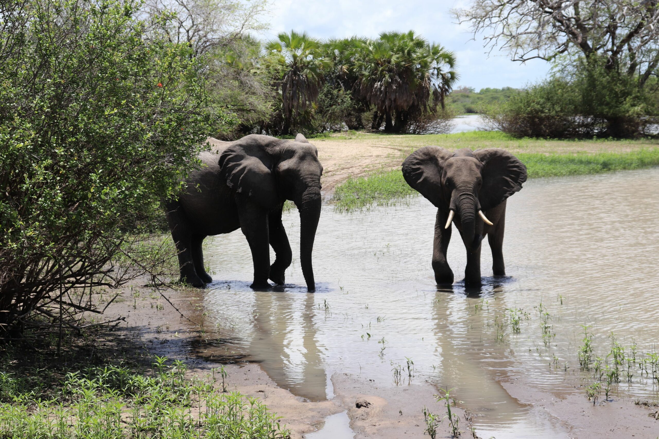 /wp-content/uploads/2022/07/SUE-KITCHING-ELES-scaled.jpg