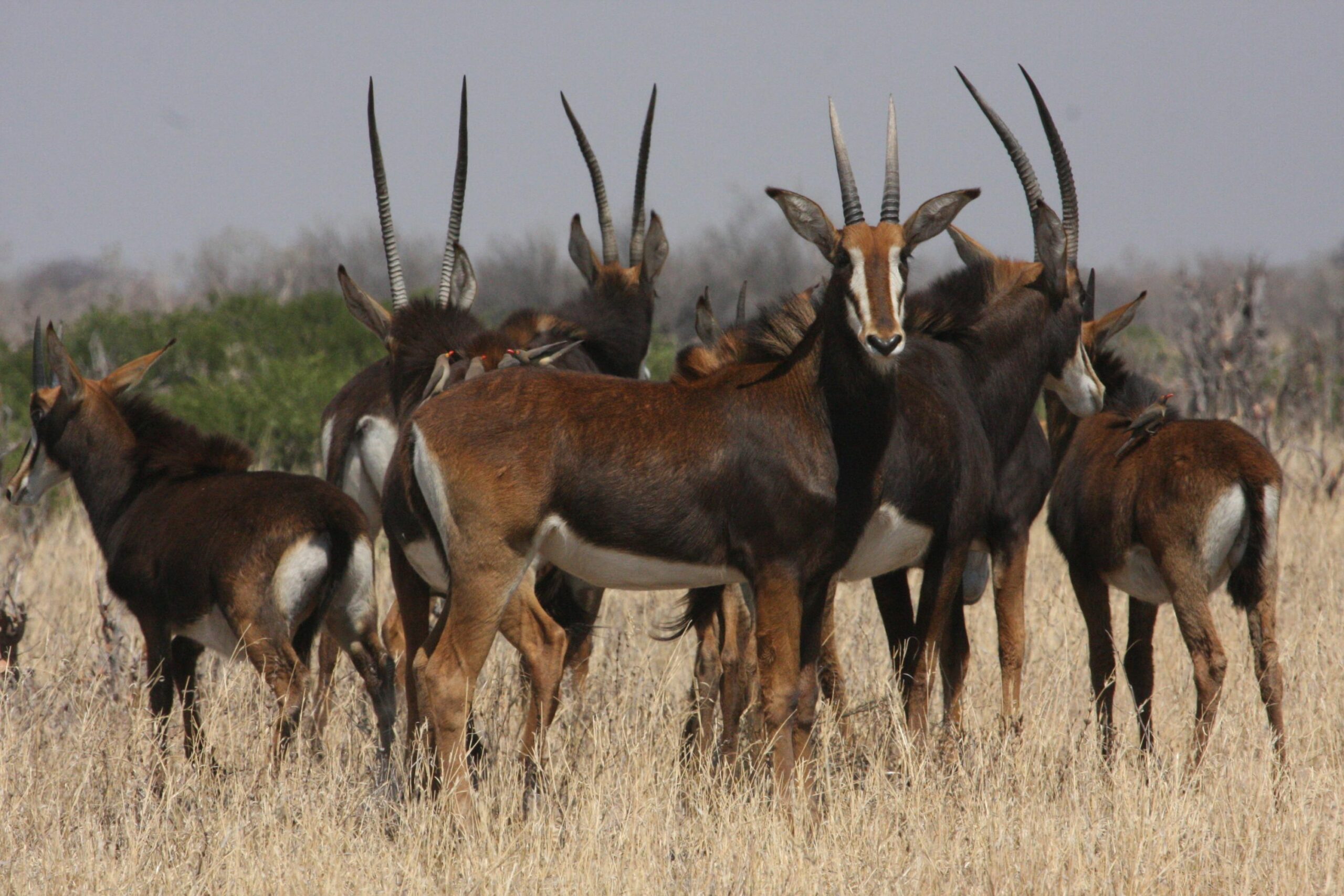 https://www.trackssafaris.co.uk/wp-content/uploads/2022/07/Sable-scaled.jpg