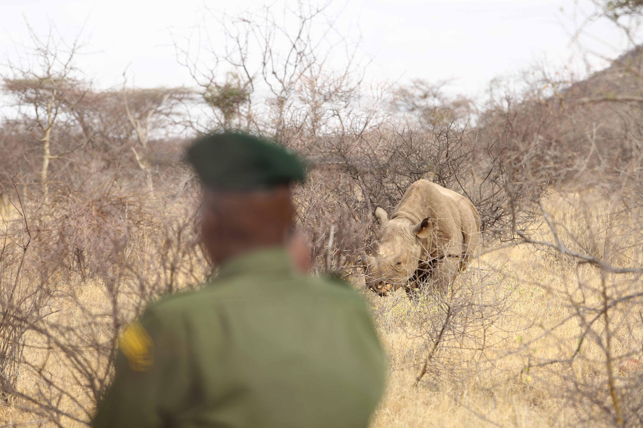 https://www.trackssafaris.co.uk/wp-content/uploads/2022/07/Saruni-Rhino-1.jpg