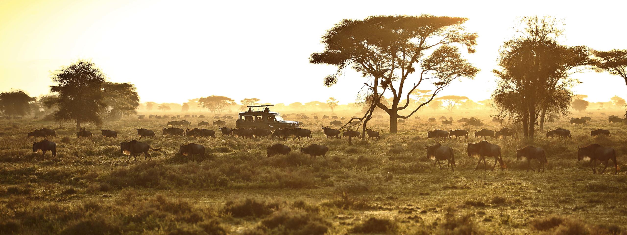 /wp-content/uploads/2022/07/Serengeti_UC_2014-36_1.jpg