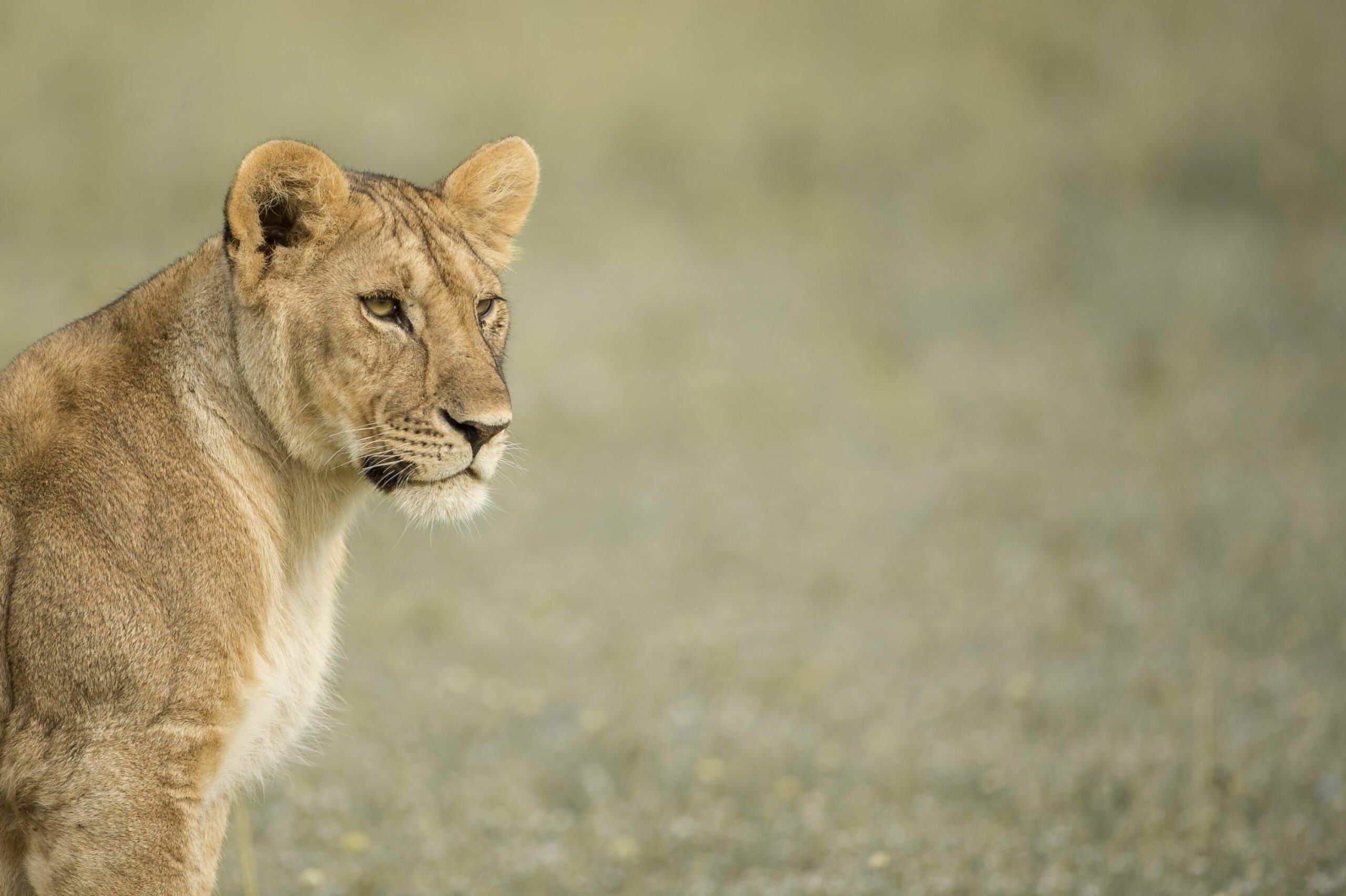 /wp-content/uploads/2022/07/Singita-Faru-Faru-Lodge_2-scaled.jpg