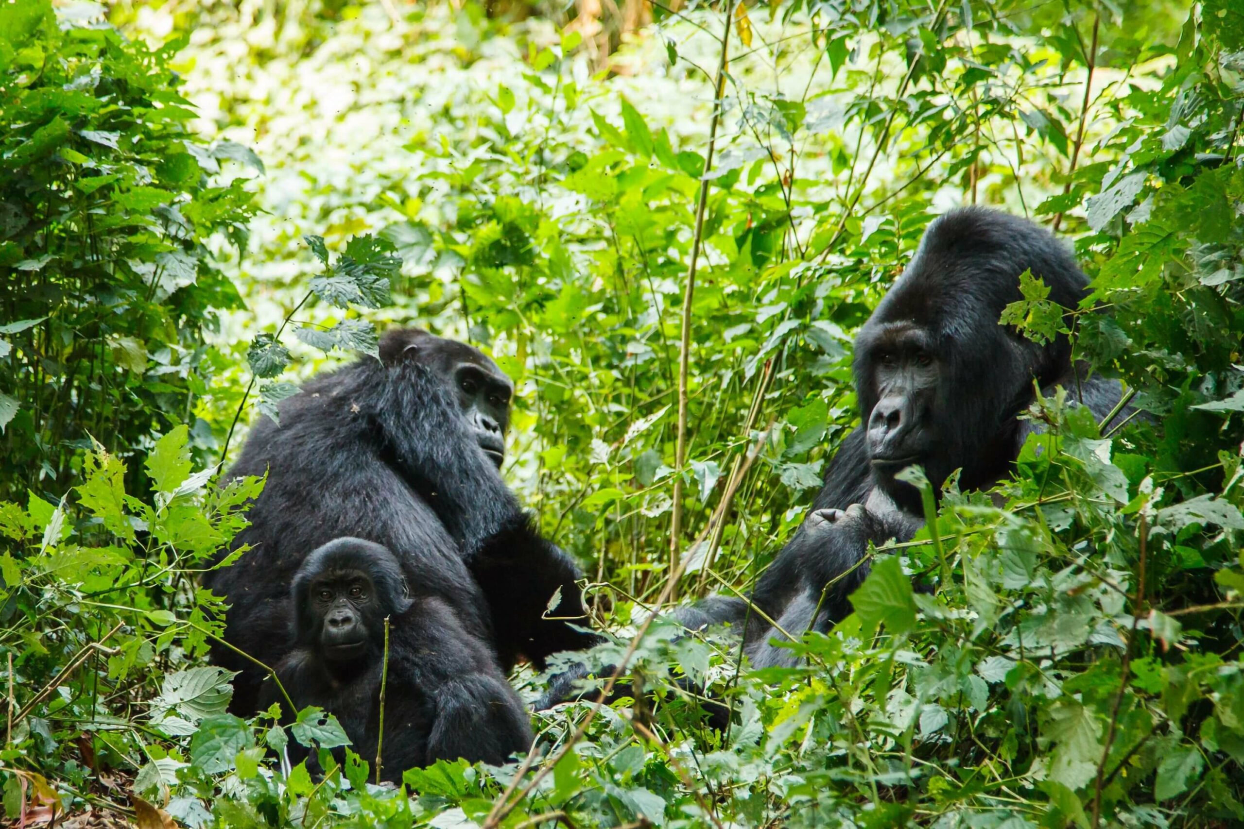 /wp-content/uploads/2022/07/Singita-Kwitonda-Lodge_11-scaled.jpg