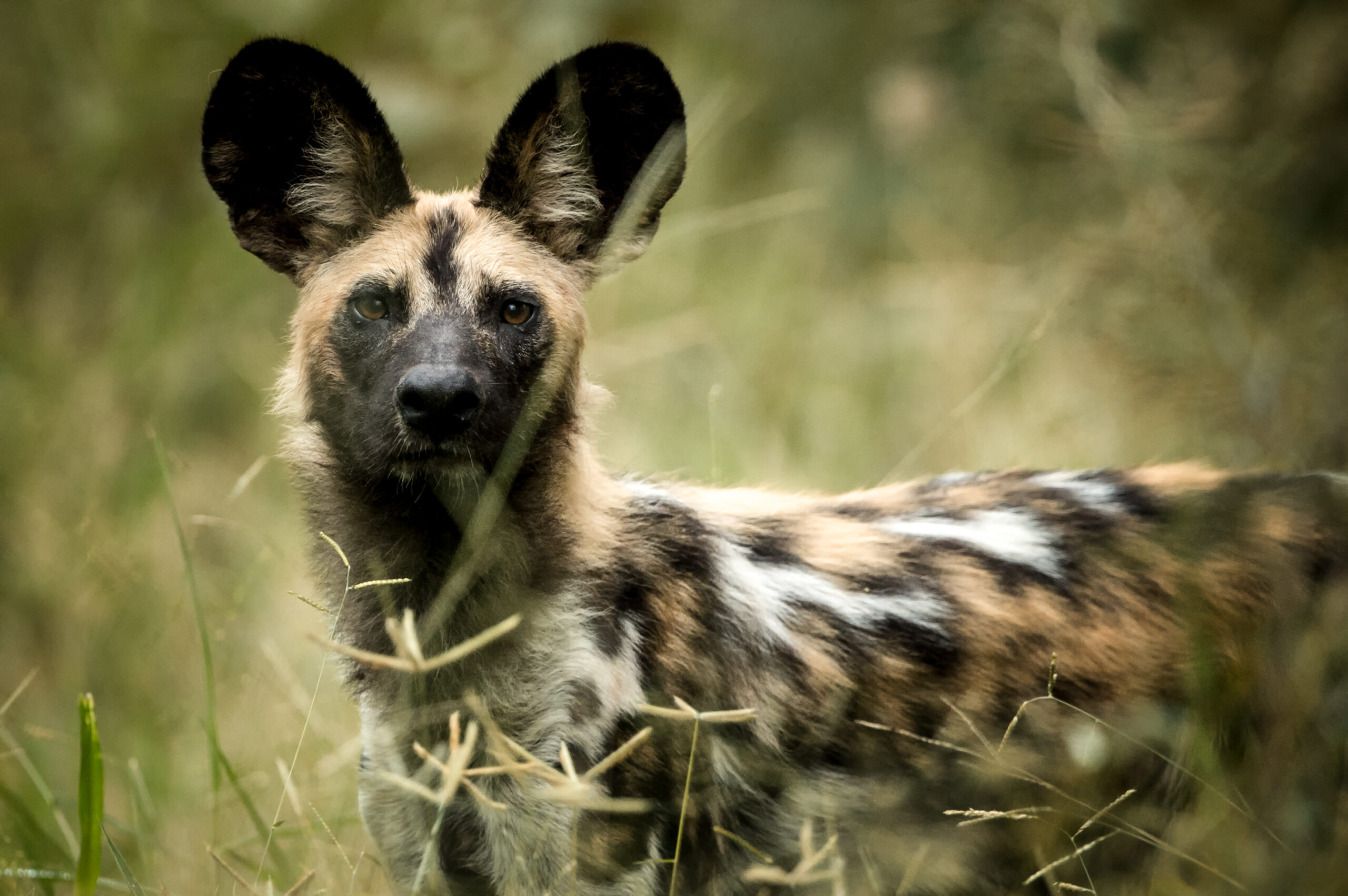 https://www.trackssafaris.co.uk/wp-content/uploads/2022/07/Singita-Pamushana-Wildlife-Wild-Dog-2-scaled.jpg