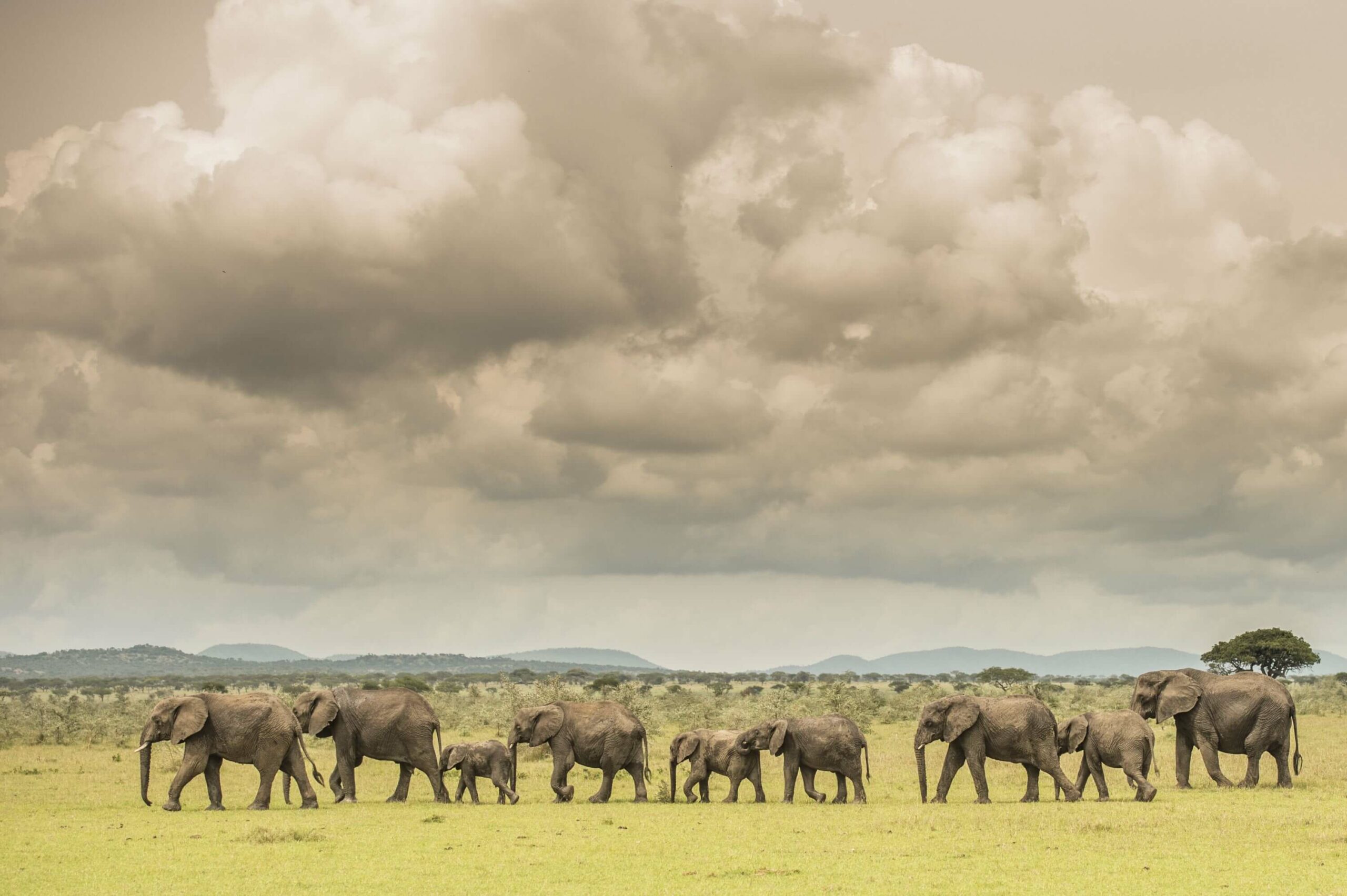 /wp-content/uploads/2022/07/Singita-Serengeti-House-Wildlife1-scaled.jpg