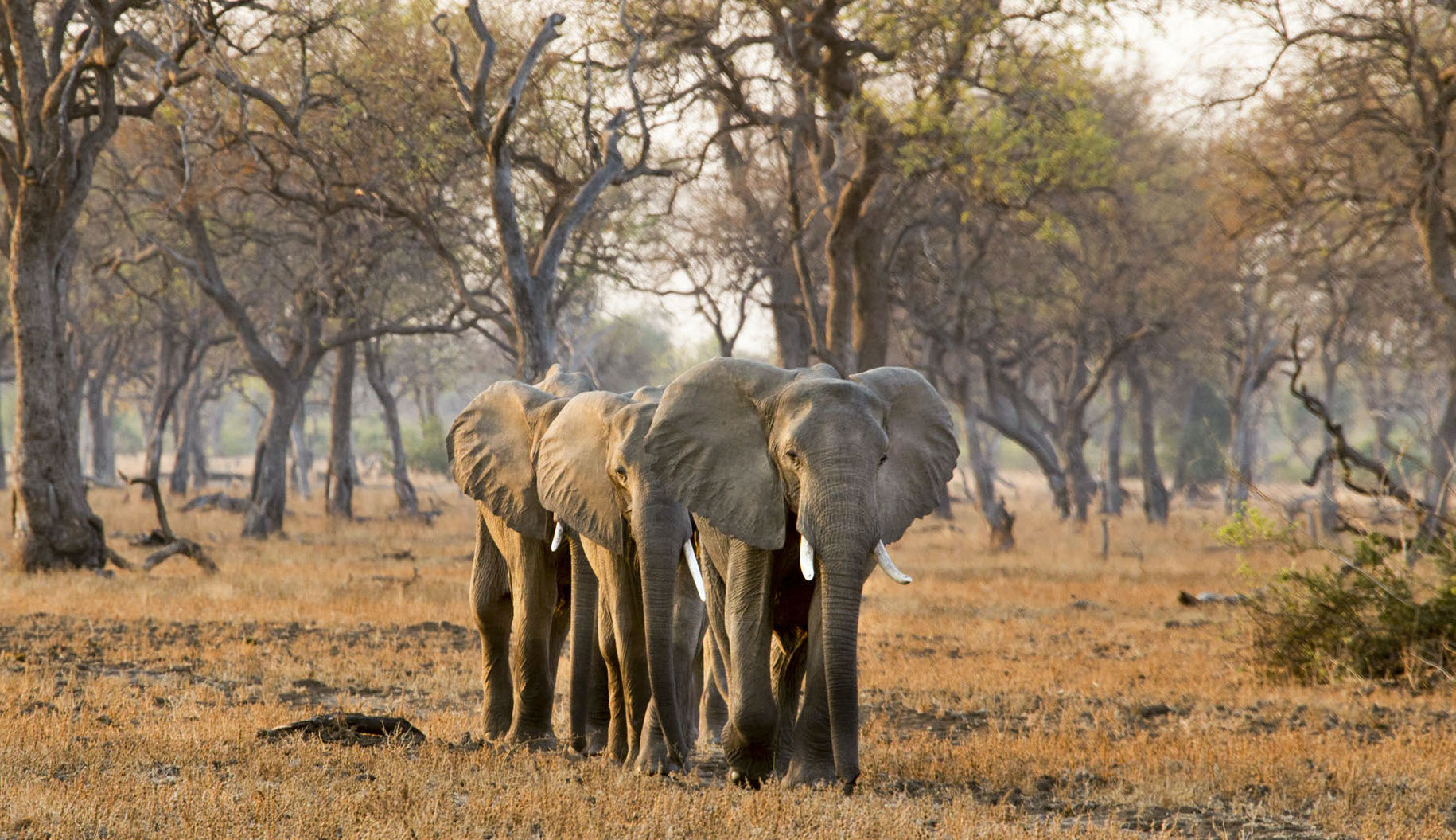 https://www.trackssafaris.co.uk/wp-content/uploads/2022/07/Surefoot-Safaris-Elephants-copy1.jpg
