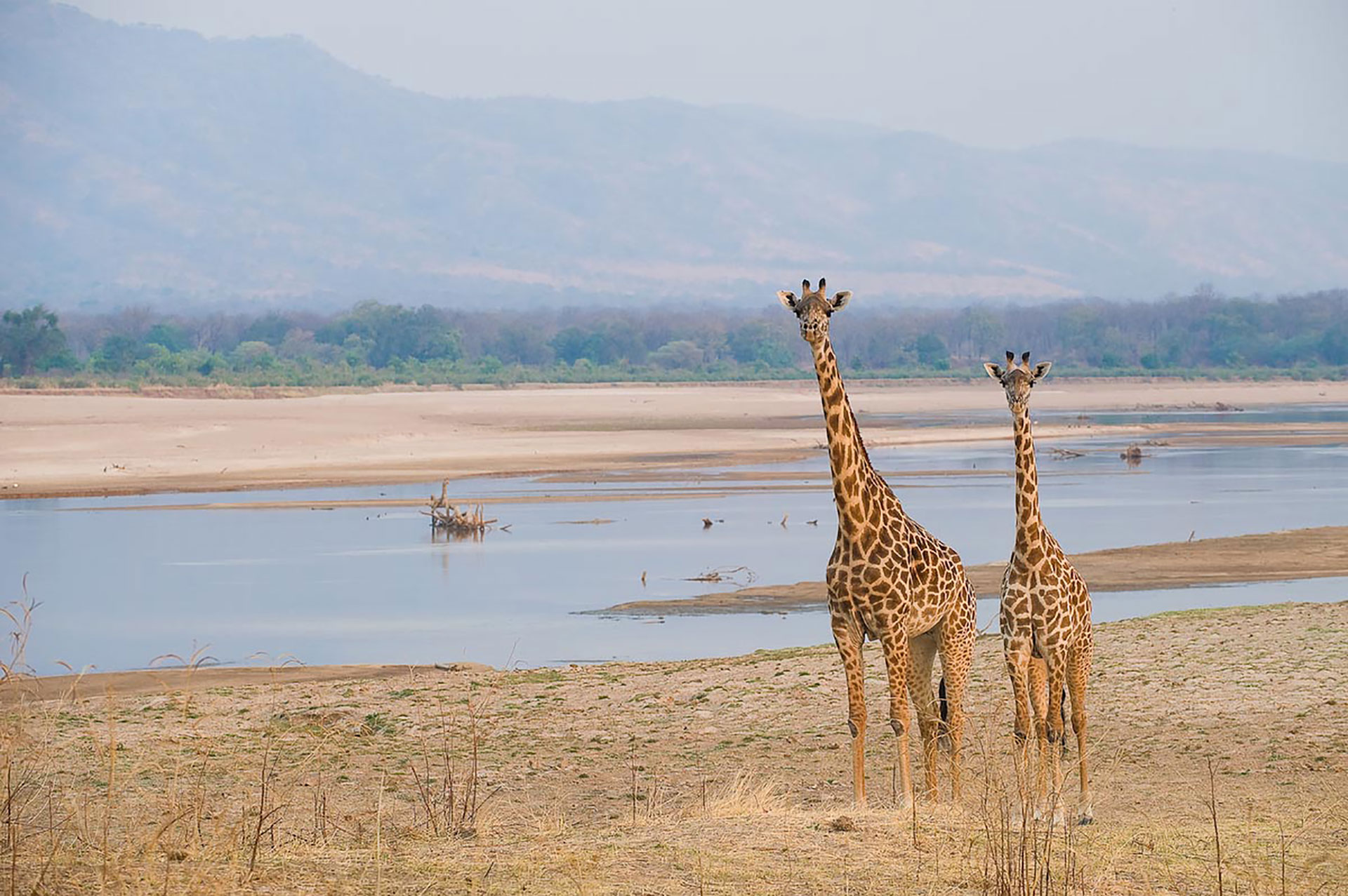 https://www.trackssafaris.co.uk/wp-content/uploads/2022/07/THE-BUSHCAMP-COMPANY-a-tall-pair.jpg