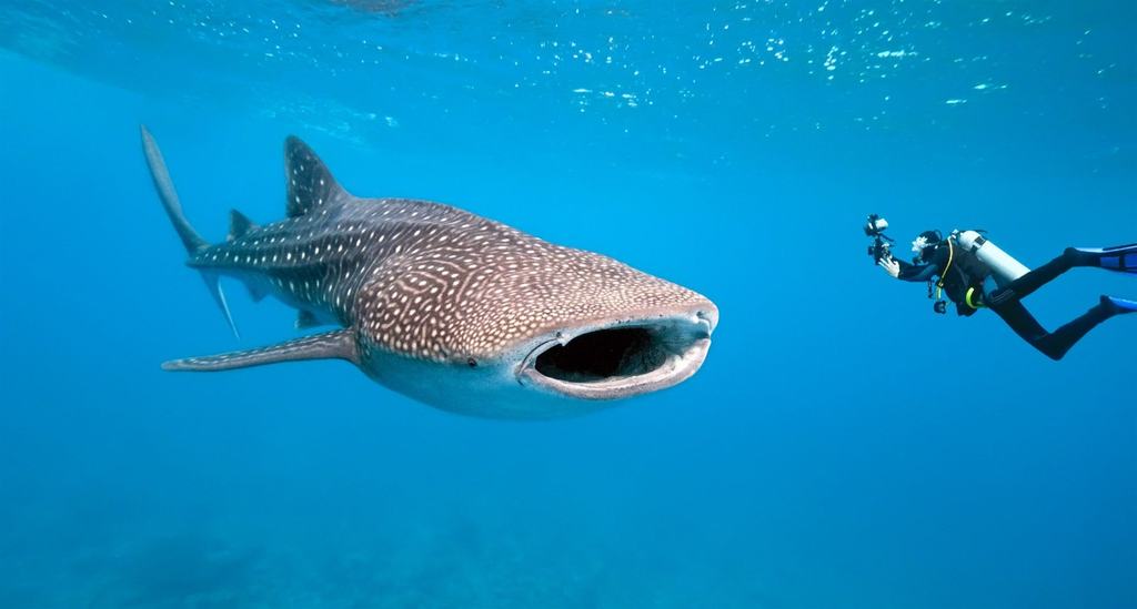/wp-content/uploads/2022/07/Thanda-diving-30-photos.jpg_1024x0.jpg