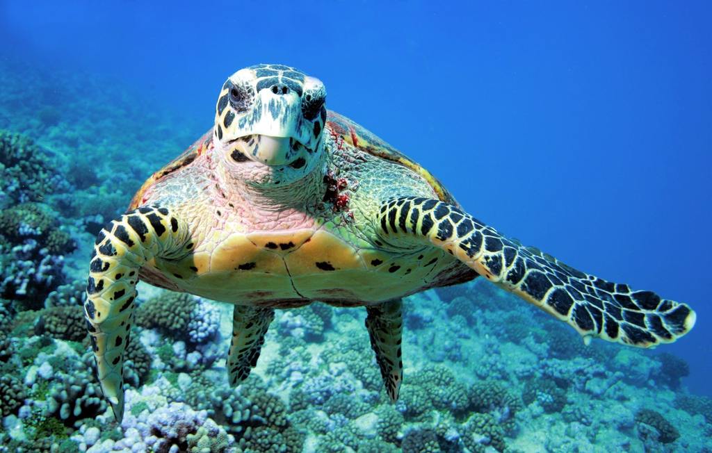 /wp-content/uploads/2022/07/Thanda-reef-47-photos.jpg_1024x0.jpg